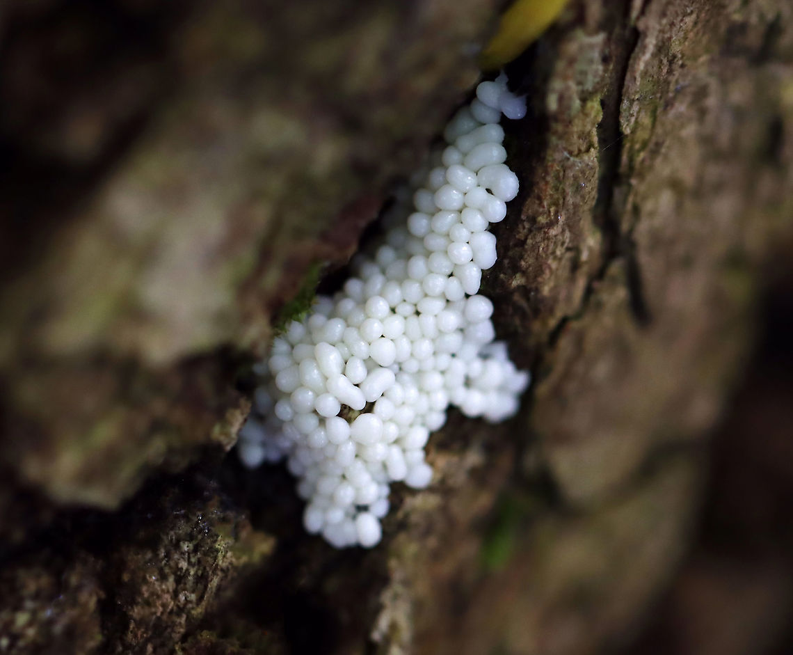 Immature Slime Mold - Trichia sp. A lovely Fopdraadwatje.  Possibly Trichia varia? I&#039;m not sure.<br />
<br />
Habitat: Rotting wood; mixed forest Fall,Fopdraadwatje,Geotagged,Trichia,United States,slime mold