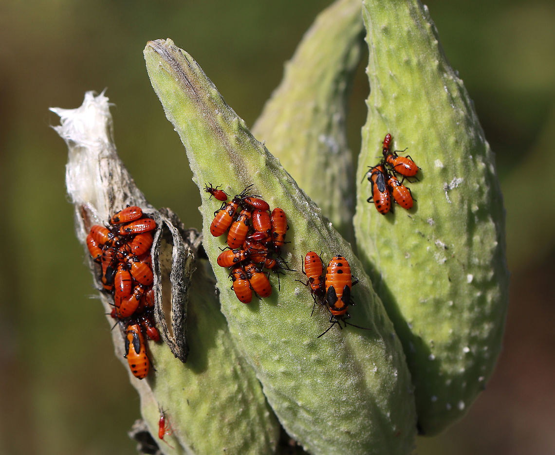 Milkweed Bug Nymphs - Oncopeltus fasciatus These nymphs made me think of teenagers hanging out in their cliques at recess.<br />
<br />
Habitat: Milkweed; meadow<br />
<figure class="photo"><a href="https://www.jungledragon.com/image/115881/milkweed_bug_nymphs_-_oncopeltus_fasciatus.html" title="Milkweed Bug Nymphs - Oncopeltus fasciatus"><img src="https://s3.amazonaws.com/media.jungledragon.com/images/3232/115881_thumb.jpg?AWSAccessKeyId=05GMT0V3GWVNE7GGM1R2&Expires=1759968010&Signature=baumwb1WeO0JLJjRSIfadZZIen4%3D" width="200" height="166" alt="Milkweed Bug Nymphs - Oncopeltus fasciatus These nymphs made me think of teenagers hanging out in their cliques at recess.<br />
<br />
Habitat: Milkweed; meadow<br />
https://www.jungledragon.com/image/115881/milkweed_bug_nymphs_-_oncopeltus_fasciatus.html<br />
https://www.jungledragon.com/image/115883/milkweed_bug_nymphs_-_oncopeltus_fasciatus.html<br />
https://www.jungledragon.com/image/115882/milkweed_bug_nymph_molting_-_oncopeltus_fasciatus.html Fall,Geotagged,Large milkweed bug,Oncopeltus,Oncopeltus fasciatus,United States,bugs,milkweed bugs,nymph" /></a></figure><br />
<figure class="photo"><a href="https://www.jungledragon.com/image/115883/milkweed_bug_nymphs_-_oncopeltus_fasciatus.html" title="Milkweed Bug Nymphs - Oncopeltus fasciatus"><img src="https://s3.amazonaws.com/media.jungledragon.com/images/3232/115883_thumb.jpg?AWSAccessKeyId=05GMT0V3GWVNE7GGM1R2&Expires=1759968010&Signature=11leW%2FoL6hzCnzZWvKB9jshfXSI%3D" width="126" height="152" alt="Milkweed Bug Nymphs - Oncopeltus fasciatus Habitat: Milkweed; meadow<br />
https://www.jungledragon.com/image/115881/milkweed_bug_nymphs_-_oncopeltus_fasciatus.html<br />
https://www.jungledragon.com/image/115883/milkweed_bug_nymphs_-_oncopeltus_fasciatus.html<br />
https://www.jungledragon.com/image/115882/milkweed_bug_nymph_molting_-_oncopeltus_fasciatus.html Fall,Geotagged,Large milkweed bug,Oncopeltus fasciatus,United States" /></a></figure><br />
<figure class="photo"><a href="https://www.jungledragon.com/image/115882/milkweed_bug_nymph_molting_-_oncopeltus_fasciatus.html" title="Milkweed Bug Nymph (Molting) - Oncopeltus fasciatus"><img src="https://s3.amazonaws.com/media.jungledragon.com/images/3232/115882_thumb.jpg?AWSAccessKeyId=05GMT0V3GWVNE7GGM1R2&Expires=1759968010&Signature=kNCYQMzkj%2FZ67ptaLcmbK2qo2b4%3D" width="200" height="156" alt="Milkweed Bug Nymph (Molting) - Oncopeltus fasciatus What a cutie! This tiny nymph was in the process of molting.<br />
<br />
Habitat: Milkweed; meadow<br />
https://www.jungledragon.com/image/115881/milkweed_bug_nymphs_-_oncopeltus_fasciatus.html<br />
https://www.jungledragon.com/image/115883/milkweed_bug_nymphs_-_oncopeltus_fasciatus.html<br />
https://www.jungledragon.com/image/115882/milkweed_bug_nymph_molting_-_oncopeltus_fasciatus.html Fall,Geotagged,Large milkweed bug,Oncopeltus fasciatus,United States,ecdysis,molting" /></a></figure> Fall,Geotagged,Large milkweed bug,Oncopeltus,Oncopeltus fasciatus,United States,bugs,milkweed bugs,nymph