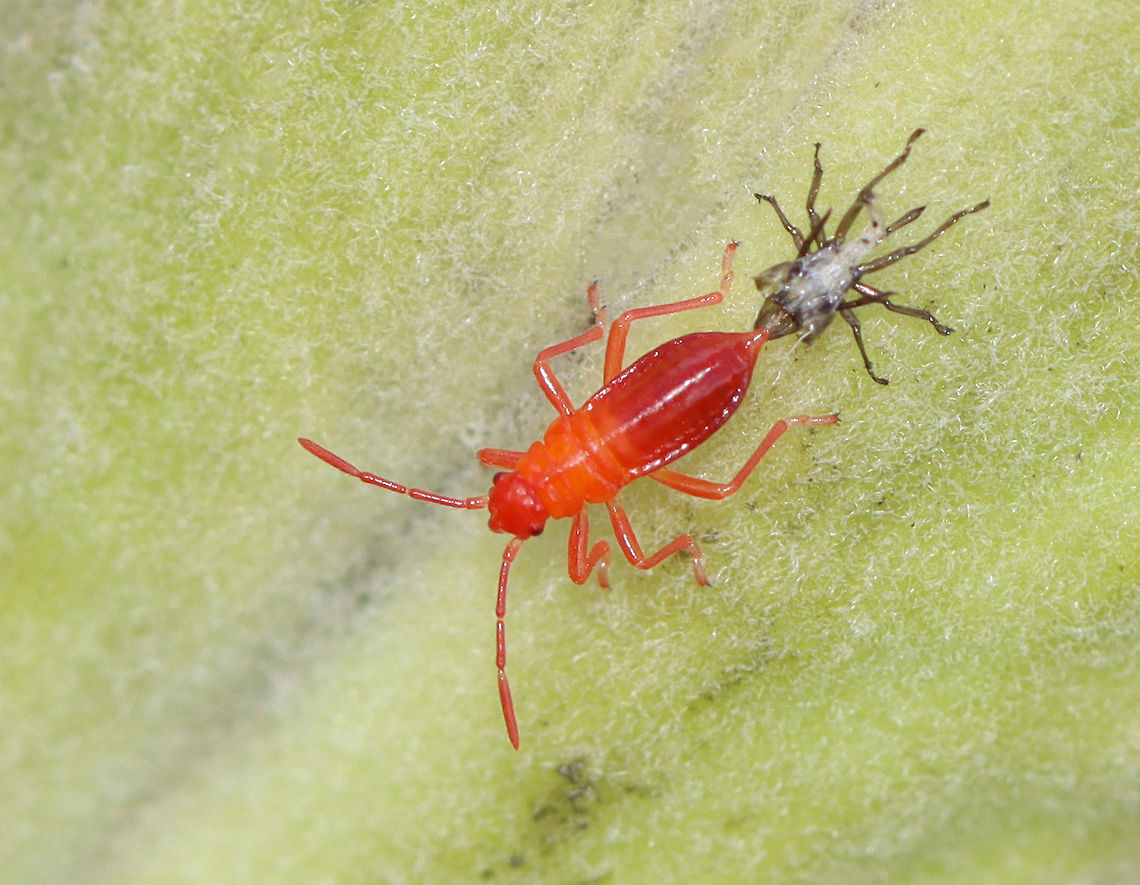 Milkweed Bug Nymph (Molting) - Oncopeltus fasciatus What a cutie! This tiny nymph was in the process of molting.<br />
<br />
Habitat: Milkweed; meadow<br />
<figure class="photo"><a href="https://www.jungledragon.com/image/115881/milkweed_bug_nymphs_-_oncopeltus_fasciatus.html" title="Milkweed Bug Nymphs - Oncopeltus fasciatus"><img src="https://s3.amazonaws.com/media.jungledragon.com/images/3232/115881_thumb.jpg?AWSAccessKeyId=05GMT0V3GWVNE7GGM1R2&Expires=1763596810&Signature=AkzAM%2BgHbH0qk9jHEOd3iQ%2Bsks0%3D" width="200" height="166" alt="Milkweed Bug Nymphs - Oncopeltus fasciatus These nymphs made me think of teenagers hanging out in their cliques at recess.<br />
<br />
Habitat: Milkweed; meadow<br />
https://www.jungledragon.com/image/115881/milkweed_bug_nymphs_-_oncopeltus_fasciatus.html<br />
https://www.jungledragon.com/image/115883/milkweed_bug_nymphs_-_oncopeltus_fasciatus.html<br />
https://www.jungledragon.com/image/115882/milkweed_bug_nymph_molting_-_oncopeltus_fasciatus.html Fall,Geotagged,Large milkweed bug,Oncopeltus,Oncopeltus fasciatus,United States,bugs,milkweed bugs,nymph" /></a></figure><br />
<figure class="photo"><a href="https://www.jungledragon.com/image/115883/milkweed_bug_nymphs_-_oncopeltus_fasciatus.html" title="Milkweed Bug Nymphs - Oncopeltus fasciatus"><img src="https://s3.amazonaws.com/media.jungledragon.com/images/3232/115883_thumb.jpg?AWSAccessKeyId=05GMT0V3GWVNE7GGM1R2&Expires=1763596810&Signature=39S99xc0xVP0jEC65p3Ecj5UAu0%3D" width="126" height="152" alt="Milkweed Bug Nymphs - Oncopeltus fasciatus Habitat: Milkweed; meadow<br />
https://www.jungledragon.com/image/115881/milkweed_bug_nymphs_-_oncopeltus_fasciatus.html<br />
https://www.jungledragon.com/image/115883/milkweed_bug_nymphs_-_oncopeltus_fasciatus.html<br />
https://www.jungledragon.com/image/115882/milkweed_bug_nymph_molting_-_oncopeltus_fasciatus.html Fall,Geotagged,Large milkweed bug,Oncopeltus fasciatus,United States" /></a></figure><br />
<figure class="photo"><a href="https://www.jungledragon.com/image/115882/milkweed_bug_nymph_molting_-_oncopeltus_fasciatus.html" title="Milkweed Bug Nymph (Molting) - Oncopeltus fasciatus"><img src="https://s3.amazonaws.com/media.jungledragon.com/images/3232/115882_thumb.jpg?AWSAccessKeyId=05GMT0V3GWVNE7GGM1R2&Expires=1763596810&Signature=uHMJ4qBzSymTHENAcA68X90OF%2B8%3D" width="200" height="156" alt="Milkweed Bug Nymph (Molting) - Oncopeltus fasciatus What a cutie! This tiny nymph was in the process of molting.<br />
<br />
Habitat: Milkweed; meadow<br />
https://www.jungledragon.com/image/115881/milkweed_bug_nymphs_-_oncopeltus_fasciatus.html<br />
https://www.jungledragon.com/image/115883/milkweed_bug_nymphs_-_oncopeltus_fasciatus.html<br />
https://www.jungledragon.com/image/115882/milkweed_bug_nymph_molting_-_oncopeltus_fasciatus.html Fall,Geotagged,Large milkweed bug,Oncopeltus fasciatus,United States,ecdysis,molting" /></a></figure> Fall,Geotagged,Large milkweed bug,Oncopeltus fasciatus,United States,ecdysis,molting