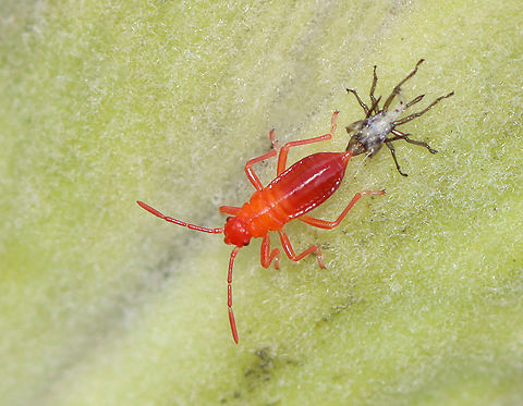 Milkweed Bug Nymph (Molting) - Oncopeltus fasciatus What a cutie! This tiny nymph was in the process of molting.

Habitat: Milkweed; meadow
https://www.jungledragon.com/image/115881/milkweed_bug_nymphs_-_oncopeltus_fasciatus.html
https://www.jungledragon.com/image/115883/milkweed_bug_nymphs_-_oncopeltus_fasciatus.html
https://www.jungledragon.com/image/115882/milkweed_bug_nymph_molting_-_oncopeltus_fasciatus.html Fall,Geotagged,Large milkweed bug,Oncopeltus fasciatus,United States,ecdysis,molting