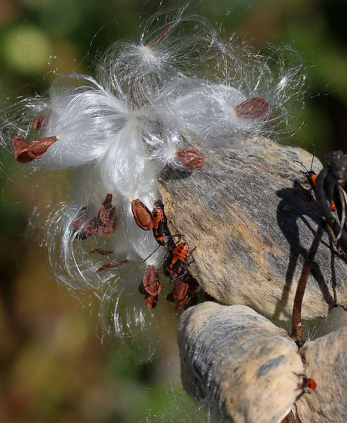 Milkweed Bug Nymphs - Oncopeltus fasciatus Habitat: Milkweed; meadow<br />
<figure class="photo"><a href="https://www.jungledragon.com/image/115881/milkweed_bug_nymphs_-_oncopeltus_fasciatus.html" title="Milkweed Bug Nymphs - Oncopeltus fasciatus"><img src="https://s3.amazonaws.com/media.jungledragon.com/images/3232/115881_thumb.jpg?AWSAccessKeyId=05GMT0V3GWVNE7GGM1R2&Expires=1759968010&Signature=baumwb1WeO0JLJjRSIfadZZIen4%3D" width="200" height="166" alt="Milkweed Bug Nymphs - Oncopeltus fasciatus These nymphs made me think of teenagers hanging out in their cliques at recess.<br />
<br />
Habitat: Milkweed; meadow<br />
https://www.jungledragon.com/image/115881/milkweed_bug_nymphs_-_oncopeltus_fasciatus.html<br />
https://www.jungledragon.com/image/115883/milkweed_bug_nymphs_-_oncopeltus_fasciatus.html<br />
https://www.jungledragon.com/image/115882/milkweed_bug_nymph_molting_-_oncopeltus_fasciatus.html Fall,Geotagged,Large milkweed bug,Oncopeltus,Oncopeltus fasciatus,United States,bugs,milkweed bugs,nymph" /></a></figure><br />
<figure class="photo"><a href="https://www.jungledragon.com/image/115883/milkweed_bug_nymphs_-_oncopeltus_fasciatus.html" title="Milkweed Bug Nymphs - Oncopeltus fasciatus"><img src="https://s3.amazonaws.com/media.jungledragon.com/images/3232/115883_thumb.jpg?AWSAccessKeyId=05GMT0V3GWVNE7GGM1R2&Expires=1759968010&Signature=11leW%2FoL6hzCnzZWvKB9jshfXSI%3D" width="126" height="152" alt="Milkweed Bug Nymphs - Oncopeltus fasciatus Habitat: Milkweed; meadow<br />
https://www.jungledragon.com/image/115881/milkweed_bug_nymphs_-_oncopeltus_fasciatus.html<br />
https://www.jungledragon.com/image/115883/milkweed_bug_nymphs_-_oncopeltus_fasciatus.html<br />
https://www.jungledragon.com/image/115882/milkweed_bug_nymph_molting_-_oncopeltus_fasciatus.html Fall,Geotagged,Large milkweed bug,Oncopeltus fasciatus,United States" /></a></figure><br />
<figure class="photo"><a href="https://www.jungledragon.com/image/115882/milkweed_bug_nymph_molting_-_oncopeltus_fasciatus.html" title="Milkweed Bug Nymph (Molting) - Oncopeltus fasciatus"><img src="https://s3.amazonaws.com/media.jungledragon.com/images/3232/115882_thumb.jpg?AWSAccessKeyId=05GMT0V3GWVNE7GGM1R2&Expires=1759968010&Signature=kNCYQMzkj%2FZ67ptaLcmbK2qo2b4%3D" width="200" height="156" alt="Milkweed Bug Nymph (Molting) - Oncopeltus fasciatus What a cutie! This tiny nymph was in the process of molting.<br />
<br />
Habitat: Milkweed; meadow<br />
https://www.jungledragon.com/image/115881/milkweed_bug_nymphs_-_oncopeltus_fasciatus.html<br />
https://www.jungledragon.com/image/115883/milkweed_bug_nymphs_-_oncopeltus_fasciatus.html<br />
https://www.jungledragon.com/image/115882/milkweed_bug_nymph_molting_-_oncopeltus_fasciatus.html Fall,Geotagged,Large milkweed bug,Oncopeltus fasciatus,United States,ecdysis,molting" /></a></figure> Fall,Geotagged,Large milkweed bug,Oncopeltus fasciatus,United States