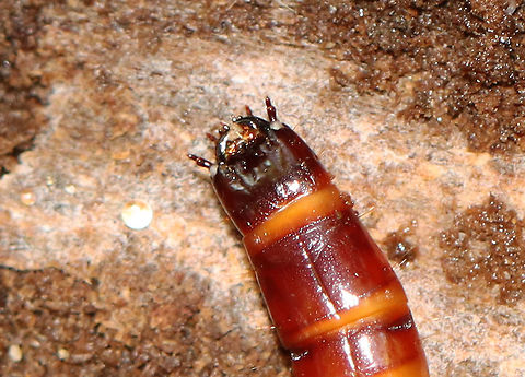 Click Beetle Larva (Head) - Family Elateridae Habitat: Rotting wood; deciduous forest
https://www.jungledragon.com/image/115862/beetle_larva_-_family_elateridae.html Fall,Geotagged,United States