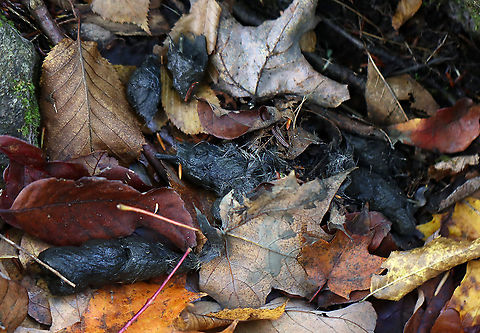 Coyote (Canis Latrans) Latrine This scat was really fresh. I almost always find coyote scat in this area. It seems to be a popular latrine.

Habitat: Deciduous forest Canis Latrans,Fall,Geotagged,United States,coyote,coyote latrine,coyote scat,feces,latrine,poop,scat,signs of wildlife