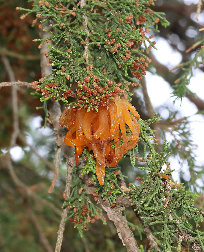Cedar-apple Rust - Gymnosporangium juniperi-virginianae This fungus has the fancy name, Gymnosporangium juniperi-virginianae, which means &quot;naked spore-bearer of the eastern juniper tree.&quot; It&#039;s a heteroecious rust, which means that it requires two species of plants to complete its life cycle. Those two species of plants are: the eastern red cedar (Juniperus virginianus) and apple trees (Malus sylvestris). It&#039;s also an obligate pathogen, so it can&#039;t live without those hosts. It has four different stages, the most impressive of which is the orange teliospore stage because this is when the gall sprouts gelatinous, orange horns that look like tentacles. Pretty impressive. To further add to its coolness, each gelatinous spore horn is actually composed of hundreds of two-celled teliospores.<br />
<br />
Habitat: Eastern red cedar tree bordering a coniferous forest<br />
<figure class="photo"><a href="https://www.jungledragon.com/image/115927/cedar-apple_rust_-_gymnosporangium_juniperi-virginianae.html" title="Cedar-apple Rust - Gymnosporangium juniperi-virginianae"><img src="https://s3.amazonaws.com/media.jungledragon.com/images/3232/115927_thumb.jpg?AWSAccessKeyId=05GMT0V3GWVNE7GGM1R2&Expires=1759968010&Signature=TyHGb45PVfw1TS6FJEROElrbh7Y%3D" width="108" height="152" alt="Cedar-apple Rust - Gymnosporangium juniperi-virginianae This fungus has the fancy name, Gymnosporangium juniperi-virginianae, which means &quot;naked spore-bearer of the eastern juniper tree.&quot; It&#039;s a heteroecious rust, which means that it requires two species of plants to complete its life cycle. Those two species of plants are: the eastern red cedar (Juniperus virginianus) and apple trees (Malus sylvestris). It&#039;s also an obligate pathogen, so it can&#039;t live without those hosts. It has four different stages, the most impressive of which is the orange teliospore stage because this is when the gall sprouts gelatinous, orange horns that look like tentacles. Pretty impressive. To further add to its coolness, each gelatinous spore horn is actually composed of hundreds of two-celled teliospores.<br />
<br />
Habitat: Eastern red cedar tree bordering a coniferous forest<br />
https://www.jungledragon.com/image/115927/cedar-apple_rust_-_gymnosporangium_juniperi-virginianae.html<br />
https://www.jungledragon.com/image/115926/cedar-apple_rust_-_gymnosporangium_juniperi-virginianae.html<br />
https://www.jungledragon.com/image/115925/cedar-apple_rust_-_gymnosporangium_juniperi-virginianae.html Cedar-apple Rust,Geotagged,Gymnosporangium juniperi-virginianae,Spring,United States" /></a></figure><br />
<figure class="photo"><a href="https://www.jungledragon.com/image/115926/cedar-apple_rust_-_gymnosporangium_juniperi-virginianae.html" title="Cedar-apple Rust - Gymnosporangium juniperi-virginianae"><img src="https://s3.amazonaws.com/media.jungledragon.com/images/3232/115926_thumb.jpg?AWSAccessKeyId=05GMT0V3GWVNE7GGM1R2&Expires=1759968010&Signature=HEMzlo%2Ft19DTCFN1Zhj8N7y5pws%3D" width="200" height="140" alt="Cedar-apple Rust - Gymnosporangium juniperi-virginianae This fungus has the fancy name, Gymnosporangium juniperi-virginianae, which means &quot;naked spore-bearer of the eastern juniper tree.&quot; It&#039;s a heteroecious rust, which means that it requires two species of plants to complete its life cycle. Those two species of plants are: the eastern red cedar (Juniperus virginianus) and apple trees (Malus sylvestris). It&#039;s also an obligate pathogen, so it can&#039;t live without those hosts. It has four different stages, the most impressive of which is the orange teliospore stage because this is when the gall sprouts gelatinous, orange horns that look like tentacles. Pretty impressive. To further add to its coolness, each gelatinous spore horn is actually composed of hundreds of two-celled teliospores.<br />
<br />
Habitat: Eastern red cedar tree bordering a coniferous forest <br />
https://www.jungledragon.com/image/115927/cedar-apple_rust_-_gymnosporangium_juniperi-virginianae.html<br />
https://www.jungledragon.com/image/115926/cedar-apple_rust_-_gymnosporangium_juniperi-virginianae.html<br />
https://www.jungledragon.com/image/115925/cedar-apple_rust_-_gymnosporangium_juniperi-virginianae.html Cedar-apple Rust,Geotagged,Gymnosporangium,Gymnosporangium juniperi-virginianae,Spring,United States,fungus,plant pathogen,rust" /></a></figure><br />
<figure class="photo"><a href="https://www.jungledragon.com/image/115925/cedar-apple_rust_-_gymnosporangium_juniperi-virginianae.html" title="Cedar-apple Rust - Gymnosporangium juniperi-virginianae"><img src="https://s3.amazonaws.com/media.jungledragon.com/images/3232/115925_thumb.jpg?AWSAccessKeyId=05GMT0V3GWVNE7GGM1R2&Expires=1759968010&Signature=YcfS%2B2yR%2Fob3mxCxtIjQabLo7wM%3D" width="124" height="152" alt="Cedar-apple Rust - Gymnosporangium juniperi-virginianae This fungus has the fancy name, Gymnosporangium juniperi-virginianae, which means &quot;naked spore-bearer of the eastern juniper tree.&quot; It&#039;s a heteroecious rust, which means that it requires two species of plants to complete its life cycle. Those two species of plants are: the eastern red cedar (Juniperus virginianus) and apple trees (Malus sylvestris). It&#039;s also an obligate pathogen, so it can&#039;t live without those hosts. It has four different stages, the most impressive of which is the orange teliospore stage because this is when the gall sprouts gelatinous, orange horns that look like tentacles. Pretty impressive. To further add to its coolness, each gelatinous spore horn is actually composed of hundreds of two-celled teliospores.<br />
<br />
Habitat: Eastern red cedar tree bordering a coniferous forest<br />
https://www.jungledragon.com/image/115927/cedar-apple_rust_-_gymnosporangium_juniperi-virginianae.html<br />
https://www.jungledragon.com/image/115926/cedar-apple_rust_-_gymnosporangium_juniperi-virginianae.html<br />
https://www.jungledragon.com/image/115925/cedar-apple_rust_-_gymnosporangium_juniperi-virginianae.html Cedar-apple Rust,Geotagged,Gymnosporangium juniperi-virginianae,Spring,United States" /></a></figure> Cedar-apple Rust,Geotagged,Gymnosporangium juniperi-virginianae,Spring,United States