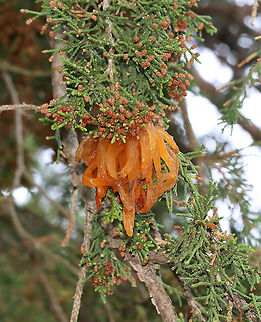 Cedar-apple Rust - Gymnosporangium juniperi-virginianae This fungus has the fancy name, Gymnosporangium juniperi-virginianae, which means "naked spore-bearer of the eastern juniper tree." It's a heteroecious rust, which means that it requires two species of plants to complete its life cycle. Those two species of plants are: the eastern red cedar (Juniperus virginianus) and apple trees (Malus sylvestris). It's also an obligate pathogen, so it can't live without those hosts. It has four different stages, the most impressive of which is the orange teliospore stage because this is when the gall sprouts gelatinous, orange horns that look like tentacles. Pretty impressive. To further add to its coolness, each gelatinous spore horn is actually composed of hundreds of two-celled teliospores.

Habitat: Eastern red cedar tree bordering a coniferous forest
https://www.jungledragon.com/image/115927/cedar-apple_rust_-_gymnosporangium_juniperi-virginianae.html
https://www.jungledragon.com/image/115926/cedar-apple_rust_-_gymnosporangium_juniperi-virginianae.html
https://www.jungledragon.com/image/115925/cedar-apple_rust_-_gymnosporangium_juniperi-virginianae.html Cedar-apple Rust,Geotagged,Gymnosporangium juniperi-virginianae,Spring,United States
