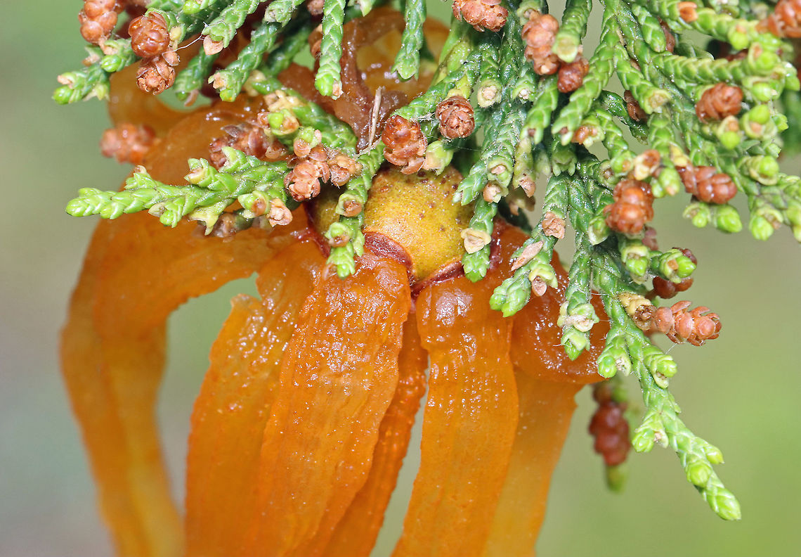 Cedar-apple Rust - Gymnosporangium juniperi-virginianae This fungus has the fancy name, Gymnosporangium juniperi-virginianae, which means &quot;naked spore-bearer of the eastern juniper tree.&quot; It&#039;s a heteroecious rust, which means that it requires two species of plants to complete its life cycle. Those two species of plants are: the eastern red cedar (Juniperus virginianus) and apple trees (Malus sylvestris). It&#039;s also an obligate pathogen, so it can&#039;t live without those hosts. It has four different stages, the most impressive of which is the orange teliospore stage because this is when the gall sprouts gelatinous, orange horns that look like tentacles. Pretty impressive. To further add to its coolness, each gelatinous spore horn is actually composed of hundreds of two-celled teliospores.<br />
<br />
Habitat: Eastern red cedar tree bordering a coniferous forest <br />
<figure class="photo"><a href="https://www.jungledragon.com/image/115927/cedar-apple_rust_-_gymnosporangium_juniperi-virginianae.html" title="Cedar-apple Rust - Gymnosporangium juniperi-virginianae"><img src="https://s3.amazonaws.com/media.jungledragon.com/images/3232/115927_thumb.jpg?AWSAccessKeyId=05GMT0V3GWVNE7GGM1R2&Expires=1759968010&Signature=TyHGb45PVfw1TS6FJEROElrbh7Y%3D" width="108" height="152" alt="Cedar-apple Rust - Gymnosporangium juniperi-virginianae This fungus has the fancy name, Gymnosporangium juniperi-virginianae, which means &quot;naked spore-bearer of the eastern juniper tree.&quot; It&#039;s a heteroecious rust, which means that it requires two species of plants to complete its life cycle. Those two species of plants are: the eastern red cedar (Juniperus virginianus) and apple trees (Malus sylvestris). It&#039;s also an obligate pathogen, so it can&#039;t live without those hosts. It has four different stages, the most impressive of which is the orange teliospore stage because this is when the gall sprouts gelatinous, orange horns that look like tentacles. Pretty impressive. To further add to its coolness, each gelatinous spore horn is actually composed of hundreds of two-celled teliospores.<br />
<br />
Habitat: Eastern red cedar tree bordering a coniferous forest<br />
https://www.jungledragon.com/image/115927/cedar-apple_rust_-_gymnosporangium_juniperi-virginianae.html<br />
https://www.jungledragon.com/image/115926/cedar-apple_rust_-_gymnosporangium_juniperi-virginianae.html<br />
https://www.jungledragon.com/image/115925/cedar-apple_rust_-_gymnosporangium_juniperi-virginianae.html Cedar-apple Rust,Geotagged,Gymnosporangium juniperi-virginianae,Spring,United States" /></a></figure><br />
<figure class="photo"><a href="https://www.jungledragon.com/image/115926/cedar-apple_rust_-_gymnosporangium_juniperi-virginianae.html" title="Cedar-apple Rust - Gymnosporangium juniperi-virginianae"><img src="https://s3.amazonaws.com/media.jungledragon.com/images/3232/115926_thumb.jpg?AWSAccessKeyId=05GMT0V3GWVNE7GGM1R2&Expires=1759968010&Signature=HEMzlo%2Ft19DTCFN1Zhj8N7y5pws%3D" width="200" height="140" alt="Cedar-apple Rust - Gymnosporangium juniperi-virginianae This fungus has the fancy name, Gymnosporangium juniperi-virginianae, which means &quot;naked spore-bearer of the eastern juniper tree.&quot; It&#039;s a heteroecious rust, which means that it requires two species of plants to complete its life cycle. Those two species of plants are: the eastern red cedar (Juniperus virginianus) and apple trees (Malus sylvestris). It&#039;s also an obligate pathogen, so it can&#039;t live without those hosts. It has four different stages, the most impressive of which is the orange teliospore stage because this is when the gall sprouts gelatinous, orange horns that look like tentacles. Pretty impressive. To further add to its coolness, each gelatinous spore horn is actually composed of hundreds of two-celled teliospores.<br />
<br />
Habitat: Eastern red cedar tree bordering a coniferous forest <br />
https://www.jungledragon.com/image/115927/cedar-apple_rust_-_gymnosporangium_juniperi-virginianae.html<br />
https://www.jungledragon.com/image/115926/cedar-apple_rust_-_gymnosporangium_juniperi-virginianae.html<br />
https://www.jungledragon.com/image/115925/cedar-apple_rust_-_gymnosporangium_juniperi-virginianae.html Cedar-apple Rust,Geotagged,Gymnosporangium,Gymnosporangium juniperi-virginianae,Spring,United States,fungus,plant pathogen,rust" /></a></figure><br />
<figure class="photo"><a href="https://www.jungledragon.com/image/115925/cedar-apple_rust_-_gymnosporangium_juniperi-virginianae.html" title="Cedar-apple Rust - Gymnosporangium juniperi-virginianae"><img src="https://s3.amazonaws.com/media.jungledragon.com/images/3232/115925_thumb.jpg?AWSAccessKeyId=05GMT0V3GWVNE7GGM1R2&Expires=1759968010&Signature=YcfS%2B2yR%2Fob3mxCxtIjQabLo7wM%3D" width="124" height="152" alt="Cedar-apple Rust - Gymnosporangium juniperi-virginianae This fungus has the fancy name, Gymnosporangium juniperi-virginianae, which means &quot;naked spore-bearer of the eastern juniper tree.&quot; It&#039;s a heteroecious rust, which means that it requires two species of plants to complete its life cycle. Those two species of plants are: the eastern red cedar (Juniperus virginianus) and apple trees (Malus sylvestris). It&#039;s also an obligate pathogen, so it can&#039;t live without those hosts. It has four different stages, the most impressive of which is the orange teliospore stage because this is when the gall sprouts gelatinous, orange horns that look like tentacles. Pretty impressive. To further add to its coolness, each gelatinous spore horn is actually composed of hundreds of two-celled teliospores.<br />
<br />
Habitat: Eastern red cedar tree bordering a coniferous forest<br />
https://www.jungledragon.com/image/115927/cedar-apple_rust_-_gymnosporangium_juniperi-virginianae.html<br />
https://www.jungledragon.com/image/115926/cedar-apple_rust_-_gymnosporangium_juniperi-virginianae.html<br />
https://www.jungledragon.com/image/115925/cedar-apple_rust_-_gymnosporangium_juniperi-virginianae.html Cedar-apple Rust,Geotagged,Gymnosporangium juniperi-virginianae,Spring,United States" /></a></figure> Cedar-apple Rust,Geotagged,Gymnosporangium,Gymnosporangium juniperi-virginianae,Spring,United States,fungus,plant pathogen,rust