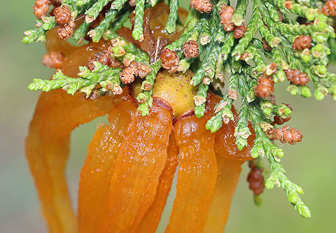 Cedar-apple Rust - Gymnosporangium juniperi-virginianae This fungus has the fancy name, Gymnosporangium juniperi-virginianae, which means "naked spore-bearer of the eastern juniper tree." It's a heteroecious rust, which means that it requires two species of plants to complete its life cycle. Those two species of plants are: the eastern red cedar (Juniperus virginianus) and apple trees (Malus sylvestris). It's also an obligate pathogen, so it can't live without those hosts. It has four different stages, the most impressive of which is the orange teliospore stage because this is when the gall sprouts gelatinous, orange horns that look like tentacles. Pretty impressive. To further add to its coolness, each gelatinous spore horn is actually composed of hundreds of two-celled teliospores.

Habitat: Eastern red cedar tree bordering a coniferous forest 
https://www.jungledragon.com/image/115927/cedar-apple_rust_-_gymnosporangium_juniperi-virginianae.html
https://www.jungledragon.com/image/115926/cedar-apple_rust_-_gymnosporangium_juniperi-virginianae.html
https://www.jungledragon.com/image/115925/cedar-apple_rust_-_gymnosporangium_juniperi-virginianae.html Cedar-apple Rust,Geotagged,Gymnosporangium,Gymnosporangium juniperi-virginianae,Spring,United States,fungus,plant pathogen,rust