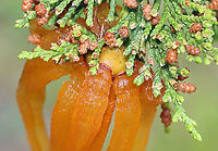 Cedar-apple Rust - Gymnosporangium juniperi-virginianae This fungus has the fancy name, Gymnosporangium juniperi-virginianae, which means "naked spore-bearer of the eastern juniper tree." It's a heteroecious rust, which means that it requires two species of plants to complete its life cycle. Those two species of plants are: the eastern red cedar (Juniperus virginianus) and apple trees (Malus sylvestris). It's also an obligate pathogen, so it can't live without those hosts. It has four different stages, the most impressive of which is the orange teliospore stage because this is when the gall sprouts gelatinous, orange horns that look like tentacles. Pretty impressive. To further add to its coolness, each gelatinous spore horn is actually composed of hundreds of two-celled teliospores.<br />
<br />
Habitat: Eastern red cedar tree bordering a coniferous forest <br />
https://www.jungledragon.com/image/115927/cedar-apple_rust_-_gymnosporangium_juniperi-virginianae.html<br />
https://www.jungledragon.com/image/115926/cedar-apple_rust_-_gymnosporangium_juniperi-virginianae.html<br />
https://www.jungledragon.com/image/115925/cedar-apple_rust_-_gymnosporangium_juniperi-virginianae.html Cedar-apple Rust,Geotagged,Gymnosporangium,Gymnosporangium juniperi-virginianae,Spring,United States,fungus,plant pathogen,rust