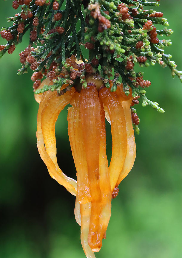 Cedar-apple Rust - Gymnosporangium juniperi-virginianae This fungus has the fancy name, Gymnosporangium juniperi-virginianae, which means &quot;naked spore-bearer of the eastern juniper tree.&quot; It&#039;s a heteroecious rust, which means that it requires two species of plants to complete its life cycle. Those two species of plants are: the eastern red cedar (Juniperus virginianus) and apple trees (Malus sylvestris). It&#039;s also an obligate pathogen, so it can&#039;t live without those hosts. It has four different stages, the most impressive of which is the orange teliospore stage because this is when the gall sprouts gelatinous, orange horns that look like tentacles. Pretty impressive. To further add to its coolness, each gelatinous spore horn is actually composed of hundreds of two-celled teliospores.<br />
<br />
Habitat: Eastern red cedar tree bordering a coniferous forest<br />
<figure class="photo"><a href="https://www.jungledragon.com/image/115927/cedar-apple_rust_-_gymnosporangium_juniperi-virginianae.html" title="Cedar-apple Rust - Gymnosporangium juniperi-virginianae"><img src="https://s3.amazonaws.com/media.jungledragon.com/images/3232/115927_thumb.jpg?AWSAccessKeyId=05GMT0V3GWVNE7GGM1R2&Expires=1767225610&Signature=RYsKJ%2FeXonn0HM2rQuSKGZGlDto%3D" width="108" height="152" alt="Cedar-apple Rust - Gymnosporangium juniperi-virginianae This fungus has the fancy name, Gymnosporangium juniperi-virginianae, which means &quot;naked spore-bearer of the eastern juniper tree.&quot; It&#039;s a heteroecious rust, which means that it requires two species of plants to complete its life cycle. Those two species of plants are: the eastern red cedar (Juniperus virginianus) and apple trees (Malus sylvestris). It&#039;s also an obligate pathogen, so it can&#039;t live without those hosts. It has four different stages, the most impressive of which is the orange teliospore stage because this is when the gall sprouts gelatinous, orange horns that look like tentacles. Pretty impressive. To further add to its coolness, each gelatinous spore horn is actually composed of hundreds of two-celled teliospores.<br />
<br />
Habitat: Eastern red cedar tree bordering a coniferous forest<br />
https://www.jungledragon.com/image/115927/cedar-apple_rust_-_gymnosporangium_juniperi-virginianae.html<br />
https://www.jungledragon.com/image/115926/cedar-apple_rust_-_gymnosporangium_juniperi-virginianae.html<br />
https://www.jungledragon.com/image/115925/cedar-apple_rust_-_gymnosporangium_juniperi-virginianae.html Cedar-apple Rust,Geotagged,Gymnosporangium juniperi-virginianae,Spring,United States" /></a></figure><br />
<figure class="photo"><a href="https://www.jungledragon.com/image/115926/cedar-apple_rust_-_gymnosporangium_juniperi-virginianae.html" title="Cedar-apple Rust - Gymnosporangium juniperi-virginianae"><img src="https://s3.amazonaws.com/media.jungledragon.com/images/3232/115926_thumb.jpg?AWSAccessKeyId=05GMT0V3GWVNE7GGM1R2&Expires=1767225610&Signature=6bngXLnT6kwDOwC%2Bv%2BXrSghXVM4%3D" width="200" height="140" alt="Cedar-apple Rust - Gymnosporangium juniperi-virginianae This fungus has the fancy name, Gymnosporangium juniperi-virginianae, which means &quot;naked spore-bearer of the eastern juniper tree.&quot; It&#039;s a heteroecious rust, which means that it requires two species of plants to complete its life cycle. Those two species of plants are: the eastern red cedar (Juniperus virginianus) and apple trees (Malus sylvestris). It&#039;s also an obligate pathogen, so it can&#039;t live without those hosts. It has four different stages, the most impressive of which is the orange teliospore stage because this is when the gall sprouts gelatinous, orange horns that look like tentacles. Pretty impressive. To further add to its coolness, each gelatinous spore horn is actually composed of hundreds of two-celled teliospores.<br />
<br />
Habitat: Eastern red cedar tree bordering a coniferous forest <br />
https://www.jungledragon.com/image/115927/cedar-apple_rust_-_gymnosporangium_juniperi-virginianae.html<br />
https://www.jungledragon.com/image/115926/cedar-apple_rust_-_gymnosporangium_juniperi-virginianae.html<br />
https://www.jungledragon.com/image/115925/cedar-apple_rust_-_gymnosporangium_juniperi-virginianae.html Cedar-apple Rust,Geotagged,Gymnosporangium,Gymnosporangium juniperi-virginianae,Spring,United States,fungus,plant pathogen,rust" /></a></figure><br />
<figure class="photo"><a href="https://www.jungledragon.com/image/115925/cedar-apple_rust_-_gymnosporangium_juniperi-virginianae.html" title="Cedar-apple Rust - Gymnosporangium juniperi-virginianae"><img src="https://s3.amazonaws.com/media.jungledragon.com/images/3232/115925_thumb.jpg?AWSAccessKeyId=05GMT0V3GWVNE7GGM1R2&Expires=1767225610&Signature=%2BX10IT0%2BEapCGm3BzLmxPoH9Pb8%3D" width="124" height="152" alt="Cedar-apple Rust - Gymnosporangium juniperi-virginianae This fungus has the fancy name, Gymnosporangium juniperi-virginianae, which means &quot;naked spore-bearer of the eastern juniper tree.&quot; It&#039;s a heteroecious rust, which means that it requires two species of plants to complete its life cycle. Those two species of plants are: the eastern red cedar (Juniperus virginianus) and apple trees (Malus sylvestris). It&#039;s also an obligate pathogen, so it can&#039;t live without those hosts. It has four different stages, the most impressive of which is the orange teliospore stage because this is when the gall sprouts gelatinous, orange horns that look like tentacles. Pretty impressive. To further add to its coolness, each gelatinous spore horn is actually composed of hundreds of two-celled teliospores.<br />
<br />
Habitat: Eastern red cedar tree bordering a coniferous forest<br />
https://www.jungledragon.com/image/115927/cedar-apple_rust_-_gymnosporangium_juniperi-virginianae.html<br />
https://www.jungledragon.com/image/115926/cedar-apple_rust_-_gymnosporangium_juniperi-virginianae.html<br />
https://www.jungledragon.com/image/115925/cedar-apple_rust_-_gymnosporangium_juniperi-virginianae.html Cedar-apple Rust,Geotagged,Gymnosporangium juniperi-virginianae,Spring,United States" /></a></figure> Cedar-apple Rust,Geotagged,Gymnosporangium juniperi-virginianae,Spring,United States