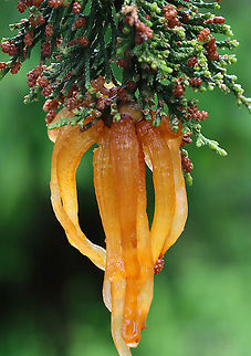 Cedar-apple Rust - Gymnosporangium juniperi-virginianae This fungus has the fancy name, Gymnosporangium juniperi-virginianae, which means "naked spore-bearer of the eastern juniper tree." It's a heteroecious rust, which means that it requires two species of plants to complete its life cycle. Those two species of plants are: the eastern red cedar (Juniperus virginianus) and apple trees (Malus sylvestris). It's also an obligate pathogen, so it can't live without those hosts. It has four different stages, the most impressive of which is the orange teliospore stage because this is when the gall sprouts gelatinous, orange horns that look like tentacles. Pretty impressive. To further add to its coolness, each gelatinous spore horn is actually composed of hundreds of two-celled teliospores.

Habitat: Eastern red cedar tree bordering a coniferous forest
https://www.jungledragon.com/image/115927/cedar-apple_rust_-_gymnosporangium_juniperi-virginianae.html
https://www.jungledragon.com/image/115926/cedar-apple_rust_-_gymnosporangium_juniperi-virginianae.html
https://www.jungledragon.com/image/115925/cedar-apple_rust_-_gymnosporangium_juniperi-virginianae.html Cedar-apple Rust,Geotagged,Gymnosporangium juniperi-virginianae,Spring,United States