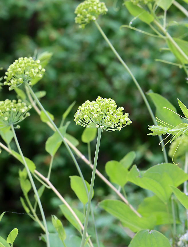 Smooth Carrionflower - Smilax herbacea A vine with greenish flowers. It can grow to 8 feet tall.<br />
<br />
Habitat: Rich, mesic forest<br />
<br />
*It's called 'carrionflower because its flowers smell unpleasant and attract carrion flies as pollinators. Geotagged,Smilax,Smilax herbacea,Spring,United States,carrionflower,smooth herbaceous greenbrier