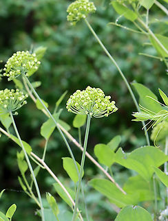 Smooth Carrionflower - Smilax herbacea A vine with greenish flowers. It can grow to 8 feet tall.

Habitat: Rich, mesic forest

*It's called 'carrionflower because its flowers smell unpleasant and attract carrion flies as pollinators. Geotagged,Smilax,Smilax herbacea,Spring,United States,carrionflower,smooth herbaceous greenbrier