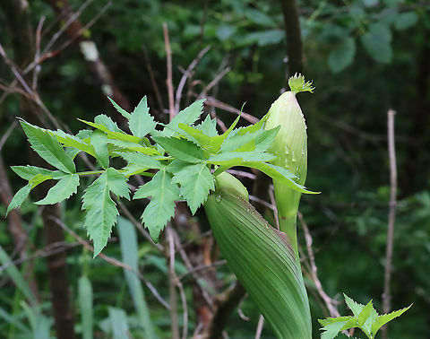 Purplestem Angelica - Angelica atropurpurea This plant was huge and I couldn't back up far enough to get a photo of the entire thing. It was ~6 feet tall.

Habitat: Bog edge

https://www.jungledragon.com/image/115930/purplestem_angelica_-_angelica_atropurpurea.html
https://www.jungledragon.com/image/115932/purplestem_angelica_-_angelica_atropurpurea.html
https://www.jungledragon.com/image/115931/purplestem_angelica_-_angelica_atropurpurea.html Angelica,Angelica atropurpurea,Geotagged,Spring,United States,great angelica,high angelica,masterwort,purplestem angelica