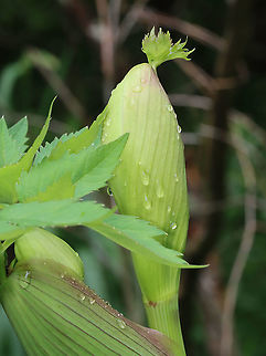 Purplestem Angelica - Angelica atropurpurea This plant was huge and I couldn't back up far enough to get a photo of the entire thing. It was ~6 feet tall.

Habitat: Bog edge

https://www.jungledragon.com/image/115930/purplestem_angelica_-_angelica_atropurpurea.html
https://www.jungledragon.com/image/115932/purplestem_angelica_-_angelica_atropurpurea.html
https://www.jungledragon.com/image/115931/purplestem_angelica_-_angelica_atropurpurea.html

 Angelica atropurpurea,Geotagged,Purplestem Angelica,Spring,United States