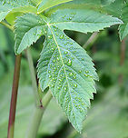 Purplestem Angelica - Angelica atropurpurea This plant was huge and I couldn't back up far enough to get a photo of the entire thing. It was ~6 feet tall.<br />
<br />
Habitat: Bog edge<br />
https://www.jungledragon.com/image/115930/purplestem_angelica_-_angelica_atropurpurea.html<br />
https://www.jungledragon.com/image/115932/purplestem_angelica_-_angelica_atropurpurea.html<br />
https://www.jungledragon.com/image/115931/purplestem_angelica_-_angelica_atropurpurea.html Angelica atropurpurea,Geotagged,Purplestem Angelica,Spring,United States