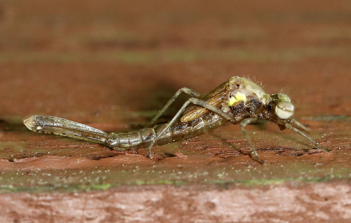 Emerging Damselfy - Chromagrion conditum The adult damselfly was just starting to emerge from its nymph stage (look at the thorax - the yellowish bit is the adult coming out).<br />
<br />
Habitat: Small wooden footbridge in a wetland. This bridge had a bunch of damselflies in different stages of emergence. <br />
<br />
<figure class="photo"><a href="https://www.jungledragon.com/image/115934/emerging_damselfy_-_chromagrion_conditum.html" title="Emerging Damselfy - Chromagrion conditum"><img src="https://s3.amazonaws.com/media.jungledragon.com/images/3232/115934_thumb.jpg?AWSAccessKeyId=05GMT0V3GWVNE7GGM1R2&Expires=1769040010&Signature=MmAuX7XhYsAI%2BYD9Tjmexx3BuFg%3D" width="200" height="128" alt="Emerging Damselfy - Chromagrion conditum The adult damselfly was just starting to emerge from its nymph stage (look at the thorax - the yellowish bit is the adult coming out).<br />
<br />
Habitat: Small wooden footbridge in a wetland. This bridge had a bunch of damselflies in different stages of emergence. <br />
<br />
https://www.jungledragon.com/image/115934/emerging_damselfy.html<br />
https://www.jungledragon.com/image/115941/emerging_damselfy.html<br />
https://www.jungledragon.com/image/115940/emerging_damselfy.html<br />
https://www.jungledragon.com/image/115936/emerging_damselfy.html<br />
https://www.jungledragon.com/image/115935/emerging_damselfy.html Aurora Damsel,Chromagrion conditum,Geotagged,Odonata,Spring,United States,Zygoptera,damselfly,ecdysis" /></a></figure><br />
<figure class="photo"><a href="https://www.jungledragon.com/image/115941/emerging_damselfy_-_chromagrion_conditum.html" title="Emerging Damselfy - Chromagrion conditum"><img src="https://s3.amazonaws.com/media.jungledragon.com/images/3232/115941_thumb.jpg?AWSAccessKeyId=05GMT0V3GWVNE7GGM1R2&Expires=1769040010&Signature=0m%2BLlZXor4UbZK%2BrUuzuWqBSvoA%3D" width="118" height="152" alt="Emerging Damselfy - Chromagrion conditum This nymph was about to begin ecdysis.<br />
<br />
Habitat: Small wooden footbridge in a wetland. This bridge had a bunch of damselflies in different stages of emergence.<br />
<br />
https://www.jungledragon.com/image/115934/emerging_damselfy.html<br />
https://www.jungledragon.com/image/115941/emerging_damselfy.html<br />
https://www.jungledragon.com/image/115940/emerging_damselfy.html<br />
https://www.jungledragon.com/image/115936/emerging_damselfy.html<br />
https://www.jungledragon.com/image/115935/emerging_damselfy.html Aurora Damsel,Chromagrion conditum,Geotagged,Spring,United States,damselfly,ecdysis,nymph" /></a></figure><br />
<figure class="photo"><a href="https://www.jungledragon.com/image/115940/emerging_damselfy_-_chromagrion_conditum.html" title="Emerging Damselfy - Chromagrion conditum"><img src="https://s3.amazonaws.com/media.jungledragon.com/images/3232/115940_thumb.jpg?AWSAccessKeyId=05GMT0V3GWVNE7GGM1R2&Expires=1769040010&Signature=RwbAgeM8FCWYCmgj1DRlFiZ%2Bsjs%3D" width="138" height="152" alt="Emerging Damselfy - Chromagrion conditum Another damsel in the process of becoming an adult. <br />
<br />
Habitat: Small wooden footbridge in a wetland. This bridge had a bunch of damselflies in different stages of emergence.<br />
https://www.jungledragon.com/image/115934/emerging_damselfy.html<br />
https://www.jungledragon.com/image/115941/emerging_damselfy.html<br />
https://www.jungledragon.com/image/115940/emerging_damselfy.html<br />
https://www.jungledragon.com/image/115936/emerging_damselfy.html<br />
https://www.jungledragon.com/image/115935/emerging_damselfy.html Aurora Damsel,Chromagrion conditum,Geotagged,Odonata,Spring,United States,damselfly,ecdysis" /></a></figure><br />
<figure class="photo"><a href="https://www.jungledragon.com/image/115936/emerging_damselfy_-_chromagrion_conditum.html" title="Emerging Damselfy - Chromagrion conditum"><img src="https://s3.amazonaws.com/media.jungledragon.com/images/3232/115936_thumb.jpg?AWSAccessKeyId=05GMT0V3GWVNE7GGM1R2&Expires=1769040010&Signature=EjMjKFnSQu%2BD0cyqmCzZjggEcKg%3D" width="122" height="152" alt="Emerging Damselfy - Chromagrion conditum Another damsel in the process of becoming an adult. It was so tempting to pull the exuvia off the adult and &#039;help&#039; it out. But, ecdysis is an important process and its best to let the insect do the work.<br />
<br />
Habitat: Small wooden footbridge in a wetland. This bridge had a bunch of damselflies in different stages of emergence.<br />
https://www.jungledragon.com/image/115934/emerging_damselfy.html<br />
https://www.jungledragon.com/image/115941/emerging_damselfy.html<br />
https://www.jungledragon.com/image/115940/emerging_damselfy.html<br />
https://www.jungledragon.com/image/115936/emerging_damselfy.html<br />
https://www.jungledragon.com/image/115935/emerging_damselfy.html Aurora Damsel,Chromagrion conditum,Geotagged,Odonata,Spring,United States,damselfly,ecdysis,emergence,exuvia,nymph" /></a></figure><br />
<figure class="photo"><a href="https://www.jungledragon.com/image/115935/emerging_damselfy_-_chromagrion_conditum.html" title="Emerging Damselfy - Chromagrion conditum"><img src="https://s3.amazonaws.com/media.jungledragon.com/images/3232/115935_thumb.jpg?AWSAccessKeyId=05GMT0V3GWVNE7GGM1R2&Expires=1769040010&Signature=YyC6LDlMZFiSqyC85gbs2HQXQp4%3D" width="128" height="152" alt="Emerging Damselfy - Chromagrion conditum The adult damselfly had just finished emerging from its nymphal stage. The exuvia is right below the adult. Its wings hadn&#039;t extended yet and were so awesome-looking.<br />
<br />
Habitat: Small wooden footbridge in a wetland. This bridge had a bunch of damselflies in different stages of emergence.<br />
https://www.jungledragon.com/image/115934/emerging_damselfy.html<br />
https://www.jungledragon.com/image/115941/emerging_damselfy.html<br />
https://www.jungledragon.com/image/115940/emerging_damselfy.html<br />
https://www.jungledragon.com/image/115936/emerging_damselfy.html<br />
https://www.jungledragon.com/image/115935/emerging_damselfy.html Aurora Damsel,Chromagrion conditum,Geotagged,Odonata,Spring,United States,damselfly,ecdysis" /></a></figure> Aurora Damsel,Chromagrion conditum,Geotagged,Odonata,Spring,United States,Zygoptera,damselfly,ecdysis