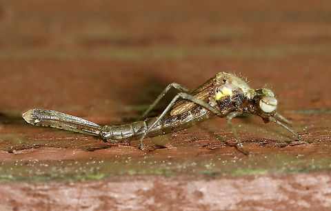 Emerging Damselfy - Chromagrion conditum The adult damselfly was just starting to emerge from its nymph stage (look at the thorax - the yellowish bit is the adult coming out).

Habitat: Small wooden footbridge in a wetland. This bridge had a bunch of damselflies in different stages of emergence. 

https://www.jungledragon.com/image/115934/emerging_damselfy.html
https://www.jungledragon.com/image/115941/emerging_damselfy.html
https://www.jungledragon.com/image/115940/emerging_damselfy.html
https://www.jungledragon.com/image/115936/emerging_damselfy.html
https://www.jungledragon.com/image/115935/emerging_damselfy.html Aurora Damsel,Chromagrion conditum,Geotagged,Odonata,Spring,United States,Zygoptera,damselfly,ecdysis
