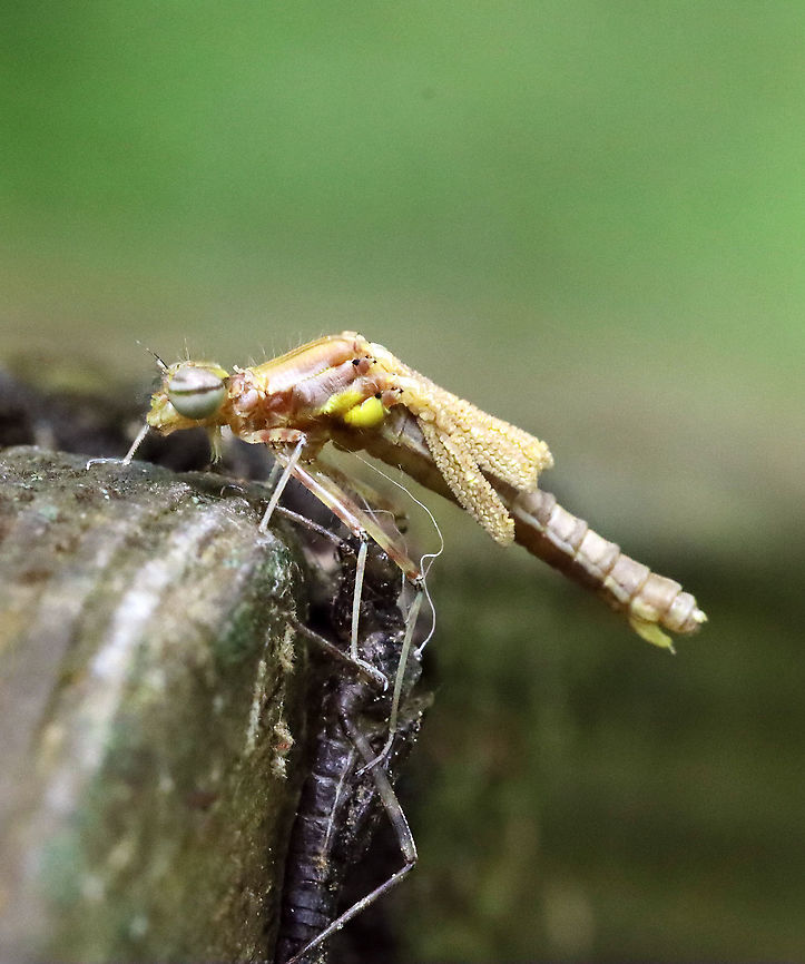 Emerging Damselfy - Chromagrion conditum The adult damselfly had just finished emerging from its nymphal stage. The exuvia is right below the adult. Its wings hadn&#039;t extended yet and were so awesome-looking.<br />
<br />
Habitat: Small wooden footbridge in a wetland. This bridge had a bunch of damselflies in different stages of emergence.<br />
<figure class="photo"><a href="https://www.jungledragon.com/image/115934/emerging_damselfy_-_chromagrion_conditum.html" title="Emerging Damselfy - Chromagrion conditum"><img src="https://s3.amazonaws.com/media.jungledragon.com/images/3232/115934_thumb.jpg?AWSAccessKeyId=05GMT0V3GWVNE7GGM1R2&Expires=1769040010&Signature=MmAuX7XhYsAI%2BYD9Tjmexx3BuFg%3D" width="200" height="128" alt="Emerging Damselfy - Chromagrion conditum The adult damselfly was just starting to emerge from its nymph stage (look at the thorax - the yellowish bit is the adult coming out).<br />
<br />
Habitat: Small wooden footbridge in a wetland. This bridge had a bunch of damselflies in different stages of emergence. <br />
<br />
https://www.jungledragon.com/image/115934/emerging_damselfy.html<br />
https://www.jungledragon.com/image/115941/emerging_damselfy.html<br />
https://www.jungledragon.com/image/115940/emerging_damselfy.html<br />
https://www.jungledragon.com/image/115936/emerging_damselfy.html<br />
https://www.jungledragon.com/image/115935/emerging_damselfy.html Aurora Damsel,Chromagrion conditum,Geotagged,Odonata,Spring,United States,Zygoptera,damselfly,ecdysis" /></a></figure><br />
<figure class="photo"><a href="https://www.jungledragon.com/image/115941/emerging_damselfy_-_chromagrion_conditum.html" title="Emerging Damselfy - Chromagrion conditum"><img src="https://s3.amazonaws.com/media.jungledragon.com/images/3232/115941_thumb.jpg?AWSAccessKeyId=05GMT0V3GWVNE7GGM1R2&Expires=1769040010&Signature=0m%2BLlZXor4UbZK%2BrUuzuWqBSvoA%3D" width="118" height="152" alt="Emerging Damselfy - Chromagrion conditum This nymph was about to begin ecdysis.<br />
<br />
Habitat: Small wooden footbridge in a wetland. This bridge had a bunch of damselflies in different stages of emergence.<br />
<br />
https://www.jungledragon.com/image/115934/emerging_damselfy.html<br />
https://www.jungledragon.com/image/115941/emerging_damselfy.html<br />
https://www.jungledragon.com/image/115940/emerging_damselfy.html<br />
https://www.jungledragon.com/image/115936/emerging_damselfy.html<br />
https://www.jungledragon.com/image/115935/emerging_damselfy.html Aurora Damsel,Chromagrion conditum,Geotagged,Spring,United States,damselfly,ecdysis,nymph" /></a></figure><br />
<figure class="photo"><a href="https://www.jungledragon.com/image/115940/emerging_damselfy_-_chromagrion_conditum.html" title="Emerging Damselfy - Chromagrion conditum"><img src="https://s3.amazonaws.com/media.jungledragon.com/images/3232/115940_thumb.jpg?AWSAccessKeyId=05GMT0V3GWVNE7GGM1R2&Expires=1769040010&Signature=RwbAgeM8FCWYCmgj1DRlFiZ%2Bsjs%3D" width="138" height="152" alt="Emerging Damselfy - Chromagrion conditum Another damsel in the process of becoming an adult. <br />
<br />
Habitat: Small wooden footbridge in a wetland. This bridge had a bunch of damselflies in different stages of emergence.<br />
https://www.jungledragon.com/image/115934/emerging_damselfy.html<br />
https://www.jungledragon.com/image/115941/emerging_damselfy.html<br />
https://www.jungledragon.com/image/115940/emerging_damselfy.html<br />
https://www.jungledragon.com/image/115936/emerging_damselfy.html<br />
https://www.jungledragon.com/image/115935/emerging_damselfy.html Aurora Damsel,Chromagrion conditum,Geotagged,Odonata,Spring,United States,damselfly,ecdysis" /></a></figure><br />
<figure class="photo"><a href="https://www.jungledragon.com/image/115936/emerging_damselfy_-_chromagrion_conditum.html" title="Emerging Damselfy - Chromagrion conditum"><img src="https://s3.amazonaws.com/media.jungledragon.com/images/3232/115936_thumb.jpg?AWSAccessKeyId=05GMT0V3GWVNE7GGM1R2&Expires=1769040010&Signature=EjMjKFnSQu%2BD0cyqmCzZjggEcKg%3D" width="122" height="152" alt="Emerging Damselfy - Chromagrion conditum Another damsel in the process of becoming an adult. It was so tempting to pull the exuvia off the adult and &#039;help&#039; it out. But, ecdysis is an important process and its best to let the insect do the work.<br />
<br />
Habitat: Small wooden footbridge in a wetland. This bridge had a bunch of damselflies in different stages of emergence.<br />
https://www.jungledragon.com/image/115934/emerging_damselfy.html<br />
https://www.jungledragon.com/image/115941/emerging_damselfy.html<br />
https://www.jungledragon.com/image/115940/emerging_damselfy.html<br />
https://www.jungledragon.com/image/115936/emerging_damselfy.html<br />
https://www.jungledragon.com/image/115935/emerging_damselfy.html Aurora Damsel,Chromagrion conditum,Geotagged,Odonata,Spring,United States,damselfly,ecdysis,emergence,exuvia,nymph" /></a></figure><br />
<figure class="photo"><a href="https://www.jungledragon.com/image/115935/emerging_damselfy_-_chromagrion_conditum.html" title="Emerging Damselfy - Chromagrion conditum"><img src="https://s3.amazonaws.com/media.jungledragon.com/images/3232/115935_thumb.jpg?AWSAccessKeyId=05GMT0V3GWVNE7GGM1R2&Expires=1769040010&Signature=YyC6LDlMZFiSqyC85gbs2HQXQp4%3D" width="128" height="152" alt="Emerging Damselfy - Chromagrion conditum The adult damselfly had just finished emerging from its nymphal stage. The exuvia is right below the adult. Its wings hadn&#039;t extended yet and were so awesome-looking.<br />
<br />
Habitat: Small wooden footbridge in a wetland. This bridge had a bunch of damselflies in different stages of emergence.<br />
https://www.jungledragon.com/image/115934/emerging_damselfy.html<br />
https://www.jungledragon.com/image/115941/emerging_damselfy.html<br />
https://www.jungledragon.com/image/115940/emerging_damselfy.html<br />
https://www.jungledragon.com/image/115936/emerging_damselfy.html<br />
https://www.jungledragon.com/image/115935/emerging_damselfy.html Aurora Damsel,Chromagrion conditum,Geotagged,Odonata,Spring,United States,damselfly,ecdysis" /></a></figure> Aurora Damsel,Chromagrion conditum,Geotagged,Odonata,Spring,United States,damselfly,ecdysis