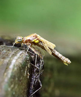 Emerging Damselfy - Chromagrion conditum The adult damselfly had just finished emerging from its nymphal stage. The exuvia is right below the adult. Its wings hadn't extended yet and were so awesome-looking.

Habitat: Small wooden footbridge in a wetland. This bridge had a bunch of damselflies in different stages of emergence.
https://www.jungledragon.com/image/115934/emerging_damselfy.html
https://www.jungledragon.com/image/115941/emerging_damselfy.html
https://www.jungledragon.com/image/115940/emerging_damselfy.html
https://www.jungledragon.com/image/115936/emerging_damselfy.html
https://www.jungledragon.com/image/115935/emerging_damselfy.html Aurora Damsel,Chromagrion conditum,Geotagged,Odonata,Spring,United States,damselfly,ecdysis