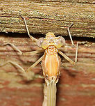 Emerging Damselfy - Chromagrion conditum Another damsel in the process of becoming an adult. <br />
<br />
Habitat: Small wooden footbridge in a wetland. This bridge had a bunch of damselflies in different stages of emergence.<br />
https://www.jungledragon.com/image/115934/emerging_damselfy.html<br />
https://www.jungledragon.com/image/115941/emerging_damselfy.html<br />
https://www.jungledragon.com/image/115940/emerging_damselfy.html<br />
https://www.jungledragon.com/image/115936/emerging_damselfy.html<br />
https://www.jungledragon.com/image/115935/emerging_damselfy.html Aurora Damsel,Chromagrion conditum,Geotagged,Odonata,Spring,United States,damselfly,ecdysis