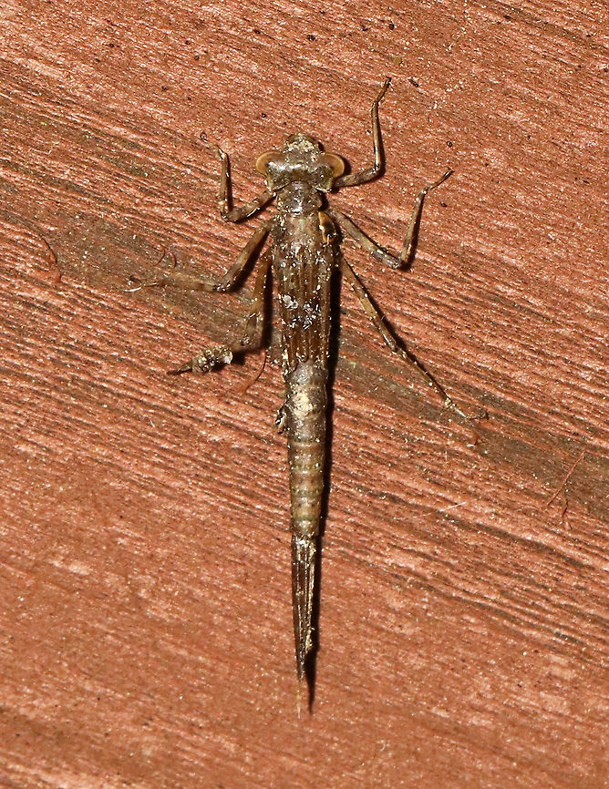 Emerging Damselfy - Chromagrion conditum This nymph was about to begin ecdysis.<br />
<br />
Habitat: Small wooden footbridge in a wetland. This bridge had a bunch of damselflies in different stages of emergence.<br />
<br />
<figure class="photo"><a href="https://www.jungledragon.com/image/115934/emerging_damselfy_-_chromagrion_conditum.html" title="Emerging Damselfy - Chromagrion conditum"><img src="https://s3.amazonaws.com/media.jungledragon.com/images/3232/115934_thumb.jpg?AWSAccessKeyId=05GMT0V3GWVNE7GGM1R2&Expires=1759968010&Signature=Yn07fUkBuIbGcWSZw3Ig3FY14so%3D" width="200" height="128" alt="Emerging Damselfy - Chromagrion conditum The adult damselfly was just starting to emerge from its nymph stage (look at the thorax - the yellowish bit is the adult coming out).<br />
<br />
Habitat: Small wooden footbridge in a wetland. This bridge had a bunch of damselflies in different stages of emergence. <br />
<br />
https://www.jungledragon.com/image/115934/emerging_damselfy.html<br />
https://www.jungledragon.com/image/115941/emerging_damselfy.html<br />
https://www.jungledragon.com/image/115940/emerging_damselfy.html<br />
https://www.jungledragon.com/image/115936/emerging_damselfy.html<br />
https://www.jungledragon.com/image/115935/emerging_damselfy.html Aurora Damsel,Chromagrion conditum,Geotagged,Odonata,Spring,United States,Zygoptera,damselfly,ecdysis" /></a></figure><br />
<figure class="photo"><a href="https://www.jungledragon.com/image/115941/emerging_damselfy_-_chromagrion_conditum.html" title="Emerging Damselfy - Chromagrion conditum"><img src="https://s3.amazonaws.com/media.jungledragon.com/images/3232/115941_thumb.jpg?AWSAccessKeyId=05GMT0V3GWVNE7GGM1R2&Expires=1759968010&Signature=01zLxU%2BIJGUHW7rmjZXfsEf0AB8%3D" width="118" height="152" alt="Emerging Damselfy - Chromagrion conditum This nymph was about to begin ecdysis.<br />
<br />
Habitat: Small wooden footbridge in a wetland. This bridge had a bunch of damselflies in different stages of emergence.<br />
<br />
https://www.jungledragon.com/image/115934/emerging_damselfy.html<br />
https://www.jungledragon.com/image/115941/emerging_damselfy.html<br />
https://www.jungledragon.com/image/115940/emerging_damselfy.html<br />
https://www.jungledragon.com/image/115936/emerging_damselfy.html<br />
https://www.jungledragon.com/image/115935/emerging_damselfy.html Aurora Damsel,Chromagrion conditum,Geotagged,Spring,United States,damselfly,ecdysis,nymph" /></a></figure><br />
<figure class="photo"><a href="https://www.jungledragon.com/image/115940/emerging_damselfy_-_chromagrion_conditum.html" title="Emerging Damselfy - Chromagrion conditum"><img src="https://s3.amazonaws.com/media.jungledragon.com/images/3232/115940_thumb.jpg?AWSAccessKeyId=05GMT0V3GWVNE7GGM1R2&Expires=1759968010&Signature=Whp7rEDEP%2BgF3uOm%2FWdy7HxIvlU%3D" width="138" height="152" alt="Emerging Damselfy - Chromagrion conditum Another damsel in the process of becoming an adult. <br />
<br />
Habitat: Small wooden footbridge in a wetland. This bridge had a bunch of damselflies in different stages of emergence.<br />
https://www.jungledragon.com/image/115934/emerging_damselfy.html<br />
https://www.jungledragon.com/image/115941/emerging_damselfy.html<br />
https://www.jungledragon.com/image/115940/emerging_damselfy.html<br />
https://www.jungledragon.com/image/115936/emerging_damselfy.html<br />
https://www.jungledragon.com/image/115935/emerging_damselfy.html Aurora Damsel,Chromagrion conditum,Geotagged,Odonata,Spring,United States,damselfly,ecdysis" /></a></figure><br />
<figure class="photo"><a href="https://www.jungledragon.com/image/115936/emerging_damselfy_-_chromagrion_conditum.html" title="Emerging Damselfy - Chromagrion conditum"><img src="https://s3.amazonaws.com/media.jungledragon.com/images/3232/115936_thumb.jpg?AWSAccessKeyId=05GMT0V3GWVNE7GGM1R2&Expires=1759968010&Signature=CM5QKU%2Fx%2F0G%2Fwg%2B3nRA5Y7FwPPc%3D" width="122" height="152" alt="Emerging Damselfy - Chromagrion conditum Another damsel in the process of becoming an adult. It was so tempting to pull the exuvia off the adult and &#039;help&#039; it out. But, ecdysis is an important process and its best to let the insect do the work.<br />
<br />
Habitat: Small wooden footbridge in a wetland. This bridge had a bunch of damselflies in different stages of emergence.<br />
https://www.jungledragon.com/image/115934/emerging_damselfy.html<br />
https://www.jungledragon.com/image/115941/emerging_damselfy.html<br />
https://www.jungledragon.com/image/115940/emerging_damselfy.html<br />
https://www.jungledragon.com/image/115936/emerging_damselfy.html<br />
https://www.jungledragon.com/image/115935/emerging_damselfy.html Aurora Damsel,Chromagrion conditum,Geotagged,Odonata,Spring,United States,damselfly,ecdysis,emergence,exuvia,nymph" /></a></figure><br />
<figure class="photo"><a href="https://www.jungledragon.com/image/115935/emerging_damselfy_-_chromagrion_conditum.html" title="Emerging Damselfy - Chromagrion conditum"><img src="https://s3.amazonaws.com/media.jungledragon.com/images/3232/115935_thumb.jpg?AWSAccessKeyId=05GMT0V3GWVNE7GGM1R2&Expires=1759968010&Signature=hHc4C7H7rLgH%2Bx8Pqit0NEVwOP0%3D" width="128" height="152" alt="Emerging Damselfy - Chromagrion conditum The adult damselfly had just finished emerging from its nymphal stage. The exuvia is right below the adult. Its wings hadn&#039;t extended yet and were so awesome-looking.<br />
<br />
Habitat: Small wooden footbridge in a wetland. This bridge had a bunch of damselflies in different stages of emergence.<br />
https://www.jungledragon.com/image/115934/emerging_damselfy.html<br />
https://www.jungledragon.com/image/115941/emerging_damselfy.html<br />
https://www.jungledragon.com/image/115940/emerging_damselfy.html<br />
https://www.jungledragon.com/image/115936/emerging_damselfy.html<br />
https://www.jungledragon.com/image/115935/emerging_damselfy.html Aurora Damsel,Chromagrion conditum,Geotagged,Odonata,Spring,United States,damselfly,ecdysis" /></a></figure> Aurora Damsel,Chromagrion conditum,Geotagged,Spring,United States,damselfly,ecdysis,nymph