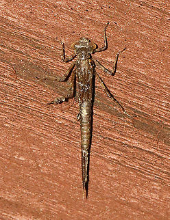 Emerging Damselfy - Chromagrion conditum This nymph was about to begin ecdysis.

Habitat: Small wooden footbridge in a wetland. This bridge had a bunch of damselflies in different stages of emergence.

https://www.jungledragon.com/image/115934/emerging_damselfy.html
https://www.jungledragon.com/image/115941/emerging_damselfy.html
https://www.jungledragon.com/image/115940/emerging_damselfy.html
https://www.jungledragon.com/image/115936/emerging_damselfy.html
https://www.jungledragon.com/image/115935/emerging_damselfy.html Aurora Damsel,Chromagrion conditum,Geotagged,Spring,United States,damselfly,ecdysis,nymph