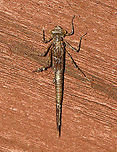 Emerging Damselfy - Chromagrion conditum This nymph was about to begin ecdysis.<br />
<br />
Habitat: Small wooden footbridge in a wetland. This bridge had a bunch of damselflies in different stages of emergence.<br />
<br />
https://www.jungledragon.com/image/115934/emerging_damselfy.html<br />
https://www.jungledragon.com/image/115941/emerging_damselfy.html<br />
https://www.jungledragon.com/image/115940/emerging_damselfy.html<br />
https://www.jungledragon.com/image/115936/emerging_damselfy.html<br />
https://www.jungledragon.com/image/115935/emerging_damselfy.html Aurora Damsel,Chromagrion conditum,Geotagged,Spring,United States,damselfly,ecdysis,nymph