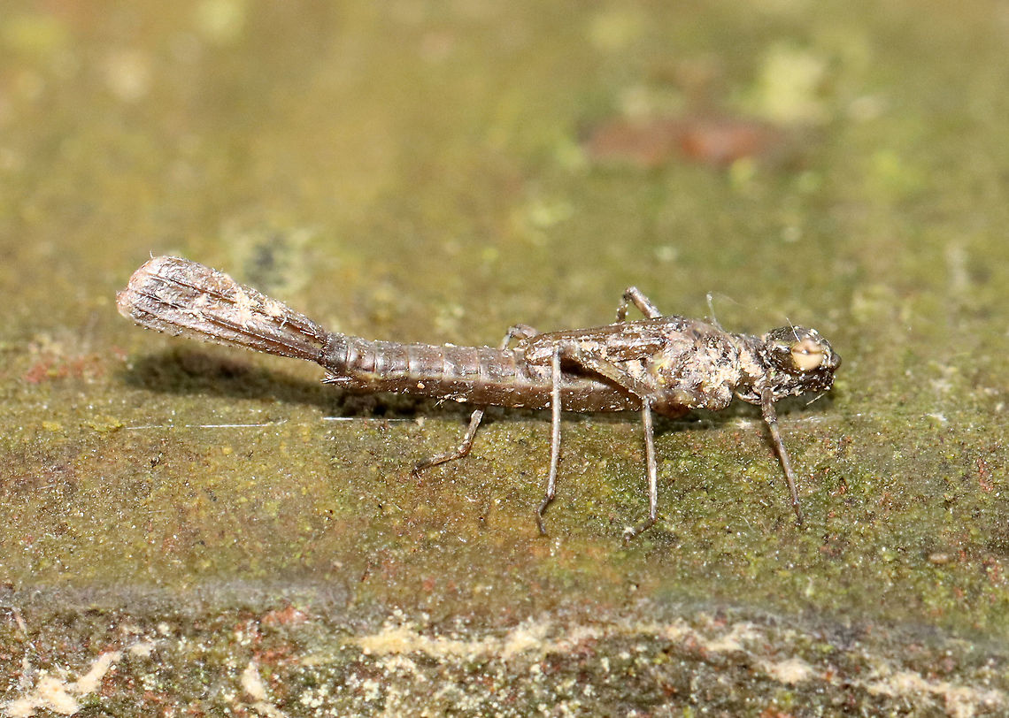Emerging Damselfy  - Chromagrion conditum This nymph was about to begin ecdysis.<br />
<br />
Habitat: Small wooden footbridge in a wetland. This bridge had a bunch of damselflies in different stages of emergence. Aurora Damsel,Chromagrion conditum,Geotagged,Odonata,Spring,United States,damselfly,damselfly nymph,ecdysis,nymph