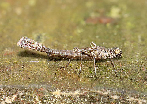 Emerging Damselfy  - Chromagrion conditum This nymph was about to begin ecdysis.

Habitat: Small wooden footbridge in a wetland. This bridge had a bunch of damselflies in different stages of emergence. Aurora Damsel,Chromagrion conditum,Geotagged,Odonata,Spring,United States,damselfly,damselfly nymph,ecdysis,nymph