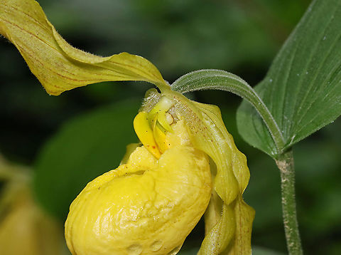Greater Yellow Lady's Slipper - Cypripedium parviflorum Large, yellow flower on the end of a leafy stalk. Flowers have an inflated, yellow, pouch-shaped lip petal.
This flower is listed as "Exploitably Vulnerable" in New York. This designation means that this species is likely to become threatened in the near future throughout its range if causal factors continue unchecked.

Habitat: Wetland; there were more plants in this spot this year than I saw last year, which is a good sign!
https://www.jungledragon.com/image/115945/greater_yellow_ladys_slipper_-_cypripedium_parviflorum.html Cypripedium,Cypripedium parviflorum,Geotagged,Spring,United States,Yellow lady's slipper,lady's slipper