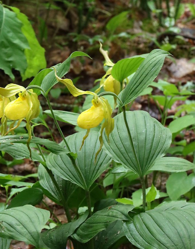 Greater Yellow Lady's Slipper - Cypripedium parviflorum Large, yellow flower on the end of a leafy stalk. Flowers have an inflated, yellow, pouch-shaped lip petal.<br />
This flower is listed as "Exploitably Vulnerable" in New York. This designation means that this species is likely to become threatened in the near future throughout its range if causal factors continue unchecked.<br />
<br />
Habitat: Wetland; there were more plants in this spot this year than I saw last year, which is a good sign!<br />
<figure class="photo"><a href="https://www.jungledragon.com/image/115944/greater_yellow_ladys_slipper_-_cypripedium_parviflorum.html" title="Greater Yellow Lady's Slipper - Cypripedium parviflorum"><img src="https://s3.amazonaws.com/media.jungledragon.com/images/3232/115944_thumb.jpg?AWSAccessKeyId=05GMT0V3GWVNE7GGM1R2&Expires=1770854410&Signature=2V94Yq6ab5%2Bx9UnIIZbYJLGBvBQ%3D" width="200" height="150" alt="Greater Yellow Lady's Slipper - Cypripedium parviflorum Large, yellow flower on the end of a leafy stalk. Flowers have an inflated, yellow, pouch-shaped lip petal.<br />
This flower is listed as "Exploitably Vulnerable" in New York. This designation means that this species is likely to become threatened in the near future throughout its range if causal factors continue unchecked.<br />
<br />
Habitat: Wetland; there were more plants in this spot this year than I saw last year, which is a good sign!<br />
https://www.jungledragon.com/image/115945/greater_yellow_ladys_slipper_-_cypripedium_parviflorum.html Cypripedium,Cypripedium parviflorum,Geotagged,Spring,United States,Yellow lady's slipper,lady's slipper" /></a></figure> Cypripedium parviflorum,Geotagged,Spring,United States,Yellow lady's slipper
