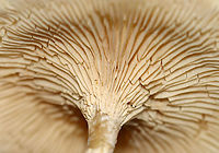 Mushrooms - Clitocella sp. Habitat: Growing next to rotting wood; deciduous forest<br />
https://www.jungledragon.com/image/115996/mushrooms_-_clitocella_sp.html<br />
https://www.jungledragon.com/image/116000/mushrooms_-_clitocella_sp.html<br />
https://www.jungledragon.com/image/115999/mushrooms_-_clitocella_sp.html<br />
https://www.jungledragon.com/image/115998/mushrooms_-_clitocella_sp.html<br />
https://www.jungledragon.com/image/115997/mushrooms_-_clitocella_sp.html Fall,Geotagged,United States,clitocella,fungus,gills,mushroom