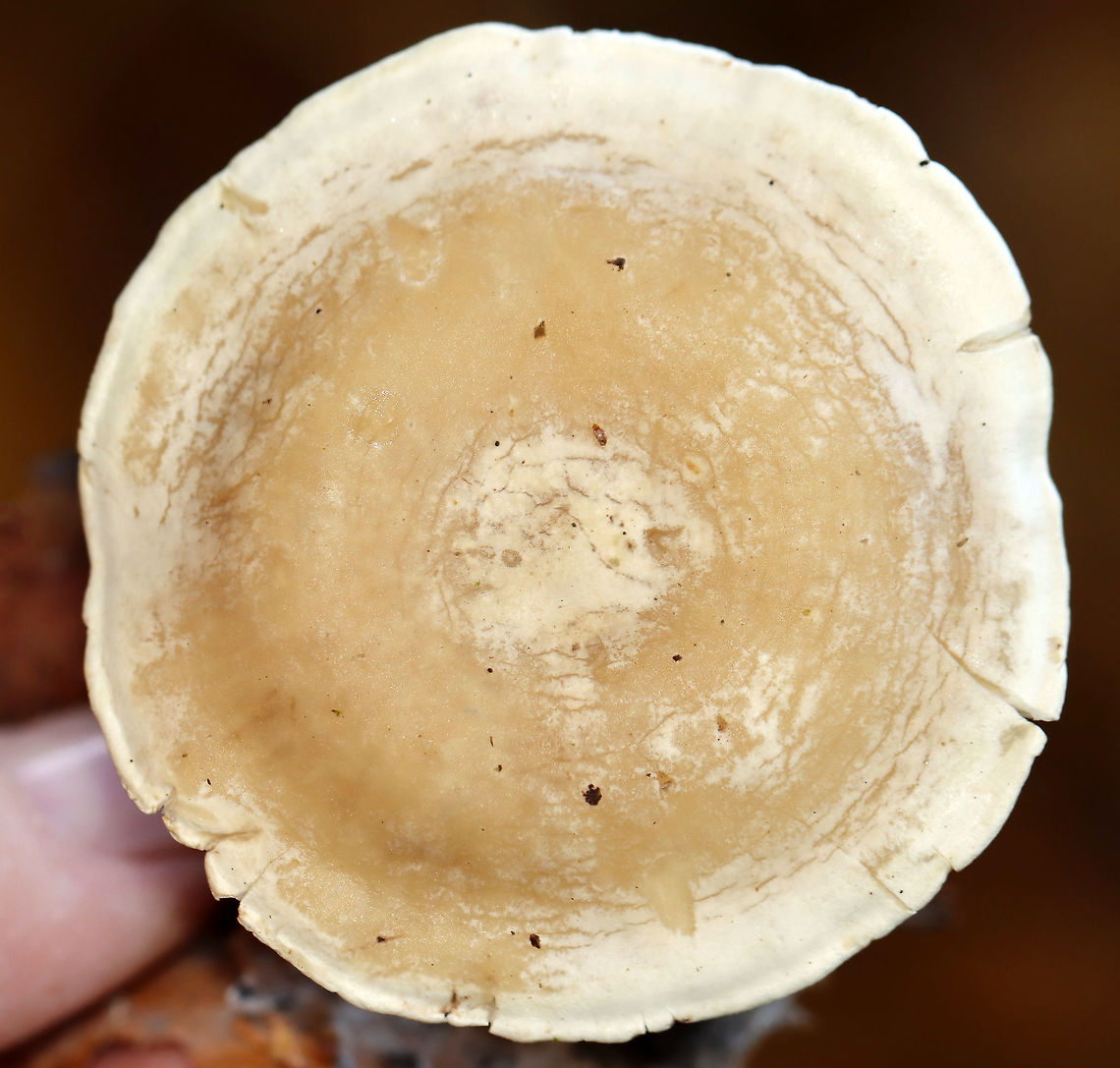 Mushrooms - Clitocella sp. Habitat: Growing next to rotting wood; deciduous forest<br />
<figure class="photo"><a href="https://www.jungledragon.com/image/115996/mushrooms_-_clitocella_sp.html" title="Mushrooms - Clitocella sp."><img src="https://s3.amazonaws.com/media.jungledragon.com/images/3232/115996_thumb.jpg?AWSAccessKeyId=05GMT0V3GWVNE7GGM1R2&Expires=1769040010&Signature=bfLZR4l%2Fz5XjaurH7xdm1q8Igtk%3D" width="200" height="142" alt="Mushrooms - Clitocella sp. Habitat: Growing next to rotting wood; deciduous forest<br />
https://www.jungledragon.com/image/115996/mushrooms_-_clitocella_sp.html<br />
https://www.jungledragon.com/image/116000/mushrooms_-_clitocella_sp.html<br />
https://www.jungledragon.com/image/115999/mushrooms_-_clitocella_sp.html<br />
https://www.jungledragon.com/image/115998/mushrooms_-_clitocella_sp.html<br />
https://www.jungledragon.com/image/115997/mushrooms_-_clitocella_sp.html Fall,Geotagged,United States,clitocella,fungus,gills,mushroom" /></a></figure><br />
<figure class="photo"><a href="https://www.jungledragon.com/image/116000/mushrooms_-_clitocella_sp.html" title="Mushrooms - Clitocella sp."><img src="https://s3.amazonaws.com/media.jungledragon.com/images/3232/116000_thumb.jpg?AWSAccessKeyId=05GMT0V3GWVNE7GGM1R2&Expires=1769040010&Signature=SVIiBrQ7QVTdVo12C2sB9NUVmXI%3D" width="200" height="154" alt="Mushrooms - Clitocella sp. Habitat: Growing next to rotting wood; deciduous forest<br />
https://www.jungledragon.com/image/115996/mushrooms_-_clitocella_sp.html<br />
https://www.jungledragon.com/image/116000/mushrooms_-_clitocella_sp.html<br />
https://www.jungledragon.com/image/115999/mushrooms_-_clitocella_sp.html<br />
https://www.jungledragon.com/image/115998/mushrooms_-_clitocella_sp.html<br />
https://www.jungledragon.com/image/115997/mushrooms_-_clitocella_sp.html Clitocella,Fall,Geotagged,United States,fungi,mushrooms" /></a></figure><br />
<figure class="photo"><a href="https://www.jungledragon.com/image/115999/mushrooms_-_clitocella_sp.html" title="Mushrooms - Clitocella sp."><img src="https://s3.amazonaws.com/media.jungledragon.com/images/3232/115999_thumb.jpg?AWSAccessKeyId=05GMT0V3GWVNE7GGM1R2&Expires=1769040010&Signature=AV7IFss7Lmr%2B5x7NlXsr3PaiUV4%3D" width="200" height="156" alt="Mushrooms - Clitocella sp. Habitat: Growing next to rotting wood; deciduous forest<br />
https://www.jungledragon.com/image/115996/mushrooms_-_clitocella_sp.html<br />
https://www.jungledragon.com/image/116000/mushrooms_-_clitocella_sp.html<br />
https://www.jungledragon.com/image/115999/mushrooms_-_clitocella_sp.html<br />
https://www.jungledragon.com/image/115998/mushrooms_-_clitocella_sp.html<br />
https://www.jungledragon.com/image/115997/mushrooms_-_clitocella_sp.html Clitocella,Fall,Geotagged,United States,fungi,mushroom" /></a></figure><br />
<figure class="photo"><a href="https://www.jungledragon.com/image/115998/mushrooms_-_clitocella_sp.html" title="Mushrooms - Clitocella sp."><img src="https://s3.amazonaws.com/media.jungledragon.com/images/3232/115998_thumb.jpg?AWSAccessKeyId=05GMT0V3GWVNE7GGM1R2&Expires=1769040010&Signature=phSVv8IFu6jKWW2JtCRyAxH9UQc%3D" width="200" height="156" alt="Mushrooms - Clitocella sp. Habitat: Growing next to rotting wood; deciduous forest<br />
https://www.jungledragon.com/image/115996/mushrooms_-_clitocella_sp.html<br />
https://www.jungledragon.com/image/116000/mushrooms_-_clitocella_sp.html<br />
https://www.jungledragon.com/image/115999/mushrooms_-_clitocella_sp.html<br />
https://www.jungledragon.com/image/115998/mushrooms_-_clitocella_sp.html<br />
https://www.jungledragon.com/image/115997/mushrooms_-_clitocella_sp.html Clitocella,Fall,Geotagged,United States,fungi,mushroom" /></a></figure><br />
<figure class="photo"><a href="https://www.jungledragon.com/image/115997/mushrooms_-_clitocella_sp.html" title="Mushrooms - Clitocella sp."><img src="https://s3.amazonaws.com/media.jungledragon.com/images/3232/115997_thumb.jpg?AWSAccessKeyId=05GMT0V3GWVNE7GGM1R2&Expires=1769040010&Signature=KCXaq522qrHsCf4Gq7ypieaU7u8%3D" width="200" height="192" alt="Mushrooms - Clitocella sp. Habitat: Growing next to rotting wood; deciduous forest<br />
https://www.jungledragon.com/image/115996/mushrooms_-_clitocella_sp.html<br />
https://www.jungledragon.com/image/116000/mushrooms_-_clitocella_sp.html<br />
https://www.jungledragon.com/image/115999/mushrooms_-_clitocella_sp.html<br />
https://www.jungledragon.com/image/115998/mushrooms_-_clitocella_sp.html<br />
https://www.jungledragon.com/image/115997/mushrooms_-_clitocella_sp.html Clitocella,Fall,Geotagged,United States,fungi,mushrooms" /></a></figure> Clitocella,Fall,Geotagged,United States,fungi,mushrooms