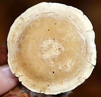 Mushrooms - Clitocella sp. Habitat: Growing next to rotting wood; deciduous forest<br />
https://www.jungledragon.com/image/115996/mushrooms_-_clitocella_sp.html<br />
https://www.jungledragon.com/image/116000/mushrooms_-_clitocella_sp.html<br />
https://www.jungledragon.com/image/115999/mushrooms_-_clitocella_sp.html<br />
https://www.jungledragon.com/image/115998/mushrooms_-_clitocella_sp.html<br />
https://www.jungledragon.com/image/115997/mushrooms_-_clitocella_sp.html Clitocella,Fall,Geotagged,United States,fungi,mushrooms