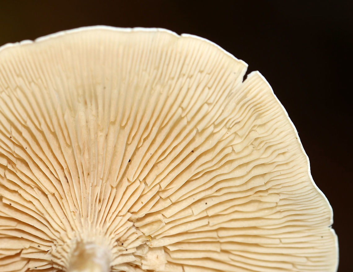Mushrooms - Clitocella sp. Habitat: Growing next to rotting wood; deciduous forest<br />
<figure class="photo"><a href="https://www.jungledragon.com/image/115996/mushrooms_-_clitocella_sp.html" title="Mushrooms - Clitocella sp."><img src="https://s3.amazonaws.com/media.jungledragon.com/images/3232/115996_thumb.jpg?AWSAccessKeyId=05GMT0V3GWVNE7GGM1R2&Expires=1769040010&Signature=bfLZR4l%2Fz5XjaurH7xdm1q8Igtk%3D" width="200" height="142" alt="Mushrooms - Clitocella sp. Habitat: Growing next to rotting wood; deciduous forest<br />
https://www.jungledragon.com/image/115996/mushrooms_-_clitocella_sp.html<br />
https://www.jungledragon.com/image/116000/mushrooms_-_clitocella_sp.html<br />
https://www.jungledragon.com/image/115999/mushrooms_-_clitocella_sp.html<br />
https://www.jungledragon.com/image/115998/mushrooms_-_clitocella_sp.html<br />
https://www.jungledragon.com/image/115997/mushrooms_-_clitocella_sp.html Fall,Geotagged,United States,clitocella,fungus,gills,mushroom" /></a></figure><br />
<figure class="photo"><a href="https://www.jungledragon.com/image/116000/mushrooms_-_clitocella_sp.html" title="Mushrooms - Clitocella sp."><img src="https://s3.amazonaws.com/media.jungledragon.com/images/3232/116000_thumb.jpg?AWSAccessKeyId=05GMT0V3GWVNE7GGM1R2&Expires=1769040010&Signature=SVIiBrQ7QVTdVo12C2sB9NUVmXI%3D" width="200" height="154" alt="Mushrooms - Clitocella sp. Habitat: Growing next to rotting wood; deciduous forest<br />
https://www.jungledragon.com/image/115996/mushrooms_-_clitocella_sp.html<br />
https://www.jungledragon.com/image/116000/mushrooms_-_clitocella_sp.html<br />
https://www.jungledragon.com/image/115999/mushrooms_-_clitocella_sp.html<br />
https://www.jungledragon.com/image/115998/mushrooms_-_clitocella_sp.html<br />
https://www.jungledragon.com/image/115997/mushrooms_-_clitocella_sp.html Clitocella,Fall,Geotagged,United States,fungi,mushrooms" /></a></figure><br />
<figure class="photo"><a href="https://www.jungledragon.com/image/115999/mushrooms_-_clitocella_sp.html" title="Mushrooms - Clitocella sp."><img src="https://s3.amazonaws.com/media.jungledragon.com/images/3232/115999_thumb.jpg?AWSAccessKeyId=05GMT0V3GWVNE7GGM1R2&Expires=1769040010&Signature=AV7IFss7Lmr%2B5x7NlXsr3PaiUV4%3D" width="200" height="156" alt="Mushrooms - Clitocella sp. Habitat: Growing next to rotting wood; deciduous forest<br />
https://www.jungledragon.com/image/115996/mushrooms_-_clitocella_sp.html<br />
https://www.jungledragon.com/image/116000/mushrooms_-_clitocella_sp.html<br />
https://www.jungledragon.com/image/115999/mushrooms_-_clitocella_sp.html<br />
https://www.jungledragon.com/image/115998/mushrooms_-_clitocella_sp.html<br />
https://www.jungledragon.com/image/115997/mushrooms_-_clitocella_sp.html Clitocella,Fall,Geotagged,United States,fungi,mushroom" /></a></figure><br />
<figure class="photo"><a href="https://www.jungledragon.com/image/115998/mushrooms_-_clitocella_sp.html" title="Mushrooms - Clitocella sp."><img src="https://s3.amazonaws.com/media.jungledragon.com/images/3232/115998_thumb.jpg?AWSAccessKeyId=05GMT0V3GWVNE7GGM1R2&Expires=1769040010&Signature=phSVv8IFu6jKWW2JtCRyAxH9UQc%3D" width="200" height="156" alt="Mushrooms - Clitocella sp. Habitat: Growing next to rotting wood; deciduous forest<br />
https://www.jungledragon.com/image/115996/mushrooms_-_clitocella_sp.html<br />
https://www.jungledragon.com/image/116000/mushrooms_-_clitocella_sp.html<br />
https://www.jungledragon.com/image/115999/mushrooms_-_clitocella_sp.html<br />
https://www.jungledragon.com/image/115998/mushrooms_-_clitocella_sp.html<br />
https://www.jungledragon.com/image/115997/mushrooms_-_clitocella_sp.html Clitocella,Fall,Geotagged,United States,fungi,mushroom" /></a></figure><br />
<figure class="photo"><a href="https://www.jungledragon.com/image/115997/mushrooms_-_clitocella_sp.html" title="Mushrooms - Clitocella sp."><img src="https://s3.amazonaws.com/media.jungledragon.com/images/3232/115997_thumb.jpg?AWSAccessKeyId=05GMT0V3GWVNE7GGM1R2&Expires=1769040010&Signature=KCXaq522qrHsCf4Gq7ypieaU7u8%3D" width="200" height="192" alt="Mushrooms - Clitocella sp. Habitat: Growing next to rotting wood; deciduous forest<br />
https://www.jungledragon.com/image/115996/mushrooms_-_clitocella_sp.html<br />
https://www.jungledragon.com/image/116000/mushrooms_-_clitocella_sp.html<br />
https://www.jungledragon.com/image/115999/mushrooms_-_clitocella_sp.html<br />
https://www.jungledragon.com/image/115998/mushrooms_-_clitocella_sp.html<br />
https://www.jungledragon.com/image/115997/mushrooms_-_clitocella_sp.html Clitocella,Fall,Geotagged,United States,fungi,mushrooms" /></a></figure> Clitocella,Fall,Geotagged,United States,fungi,mushroom