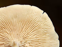 Mushrooms - Clitocella sp. Habitat: Growing next to rotting wood; deciduous forest<br />
https://www.jungledragon.com/image/115996/mushrooms_-_clitocella_sp.html<br />
https://www.jungledragon.com/image/116000/mushrooms_-_clitocella_sp.html<br />
https://www.jungledragon.com/image/115999/mushrooms_-_clitocella_sp.html<br />
https://www.jungledragon.com/image/115998/mushrooms_-_clitocella_sp.html<br />
https://www.jungledragon.com/image/115997/mushrooms_-_clitocella_sp.html Clitocella,Fall,Geotagged,United States,fungi,mushroom