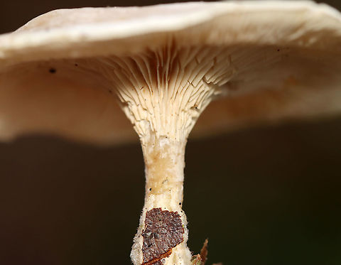 Mushrooms - Clitocella sp. Habitat: Growing next to rotting wood; deciduous forest
https://www.jungledragon.com/image/115996/mushrooms_-_clitocella_sp.html
https://www.jungledragon.com/image/116000/mushrooms_-_clitocella_sp.html
https://www.jungledragon.com/image/115999/mushrooms_-_clitocella_sp.html
https://www.jungledragon.com/image/115998/mushrooms_-_clitocella_sp.html
https://www.jungledragon.com/image/115997/mushrooms_-_clitocella_sp.html Clitocella,Fall,Geotagged,United States,fungi,mushroom