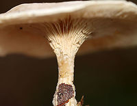Mushrooms - Clitocella sp. Habitat: Growing next to rotting wood; deciduous forest<br />
https://www.jungledragon.com/image/115996/mushrooms_-_clitocella_sp.html<br />
https://www.jungledragon.com/image/116000/mushrooms_-_clitocella_sp.html<br />
https://www.jungledragon.com/image/115999/mushrooms_-_clitocella_sp.html<br />
https://www.jungledragon.com/image/115998/mushrooms_-_clitocella_sp.html<br />
https://www.jungledragon.com/image/115997/mushrooms_-_clitocella_sp.html Clitocella,Fall,Geotagged,United States,fungi,mushroom