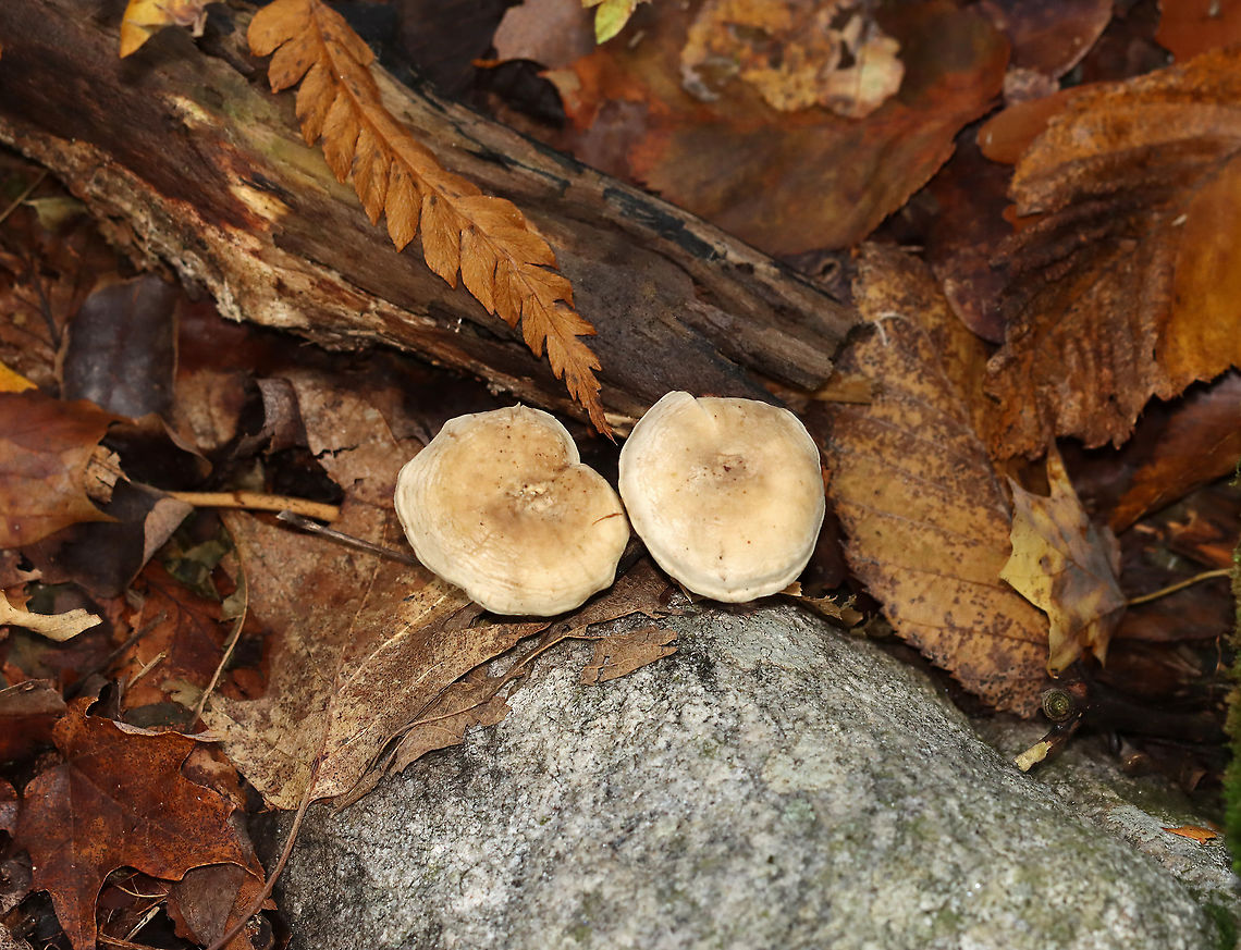 Mushrooms - Clitocella sp. Habitat: Growing next to rotting wood; deciduous forest<br />
<figure class="photo"><a href="https://www.jungledragon.com/image/115996/mushrooms_-_clitocella_sp.html" title="Mushrooms - Clitocella sp."><img src="https://s3.amazonaws.com/media.jungledragon.com/images/3232/115996_thumb.jpg?AWSAccessKeyId=05GMT0V3GWVNE7GGM1R2&Expires=1759968010&Signature=xDDootCwHloX90Et1S%2Bh93IhST8%3D" width="200" height="142" alt="Mushrooms - Clitocella sp. Habitat: Growing next to rotting wood; deciduous forest<br />
https://www.jungledragon.com/image/115996/mushrooms_-_clitocella_sp.html<br />
https://www.jungledragon.com/image/116000/mushrooms_-_clitocella_sp.html<br />
https://www.jungledragon.com/image/115999/mushrooms_-_clitocella_sp.html<br />
https://www.jungledragon.com/image/115998/mushrooms_-_clitocella_sp.html<br />
https://www.jungledragon.com/image/115997/mushrooms_-_clitocella_sp.html Fall,Geotagged,United States,clitocella,fungus,gills,mushroom" /></a></figure><br />
<figure class="photo"><a href="https://www.jungledragon.com/image/116000/mushrooms_-_clitocella_sp.html" title="Mushrooms - Clitocella sp."><img src="https://s3.amazonaws.com/media.jungledragon.com/images/3232/116000_thumb.jpg?AWSAccessKeyId=05GMT0V3GWVNE7GGM1R2&Expires=1759968010&Signature=o7M8l6slOcAKaUGpWUmELb4mm68%3D" width="200" height="154" alt="Mushrooms - Clitocella sp. Habitat: Growing next to rotting wood; deciduous forest<br />
https://www.jungledragon.com/image/115996/mushrooms_-_clitocella_sp.html<br />
https://www.jungledragon.com/image/116000/mushrooms_-_clitocella_sp.html<br />
https://www.jungledragon.com/image/115999/mushrooms_-_clitocella_sp.html<br />
https://www.jungledragon.com/image/115998/mushrooms_-_clitocella_sp.html<br />
https://www.jungledragon.com/image/115997/mushrooms_-_clitocella_sp.html Clitocella,Fall,Geotagged,United States,fungi,mushrooms" /></a></figure><br />
<figure class="photo"><a href="https://www.jungledragon.com/image/115999/mushrooms_-_clitocella_sp.html" title="Mushrooms - Clitocella sp."><img src="https://s3.amazonaws.com/media.jungledragon.com/images/3232/115999_thumb.jpg?AWSAccessKeyId=05GMT0V3GWVNE7GGM1R2&Expires=1759968010&Signature=NE0Q9m0HUXSIbLMI5nxEnvkwe6E%3D" width="200" height="156" alt="Mushrooms - Clitocella sp. Habitat: Growing next to rotting wood; deciduous forest<br />
https://www.jungledragon.com/image/115996/mushrooms_-_clitocella_sp.html<br />
https://www.jungledragon.com/image/116000/mushrooms_-_clitocella_sp.html<br />
https://www.jungledragon.com/image/115999/mushrooms_-_clitocella_sp.html<br />
https://www.jungledragon.com/image/115998/mushrooms_-_clitocella_sp.html<br />
https://www.jungledragon.com/image/115997/mushrooms_-_clitocella_sp.html Clitocella,Fall,Geotagged,United States,fungi,mushroom" /></a></figure><br />
<figure class="photo"><a href="https://www.jungledragon.com/image/115998/mushrooms_-_clitocella_sp.html" title="Mushrooms - Clitocella sp."><img src="https://s3.amazonaws.com/media.jungledragon.com/images/3232/115998_thumb.jpg?AWSAccessKeyId=05GMT0V3GWVNE7GGM1R2&Expires=1759968010&Signature=sbfpauWheSqkA21ivlzx1vqC4Sw%3D" width="200" height="156" alt="Mushrooms - Clitocella sp. Habitat: Growing next to rotting wood; deciduous forest<br />
https://www.jungledragon.com/image/115996/mushrooms_-_clitocella_sp.html<br />
https://www.jungledragon.com/image/116000/mushrooms_-_clitocella_sp.html<br />
https://www.jungledragon.com/image/115999/mushrooms_-_clitocella_sp.html<br />
https://www.jungledragon.com/image/115998/mushrooms_-_clitocella_sp.html<br />
https://www.jungledragon.com/image/115997/mushrooms_-_clitocella_sp.html Clitocella,Fall,Geotagged,United States,fungi,mushroom" /></a></figure><br />
<figure class="photo"><a href="https://www.jungledragon.com/image/115997/mushrooms_-_clitocella_sp.html" title="Mushrooms - Clitocella sp."><img src="https://s3.amazonaws.com/media.jungledragon.com/images/3232/115997_thumb.jpg?AWSAccessKeyId=05GMT0V3GWVNE7GGM1R2&Expires=1759968010&Signature=Rgwp%2FI9TiB9iqJApL8yL4VpNVm0%3D" width="200" height="192" alt="Mushrooms - Clitocella sp. Habitat: Growing next to rotting wood; deciduous forest<br />
https://www.jungledragon.com/image/115996/mushrooms_-_clitocella_sp.html<br />
https://www.jungledragon.com/image/116000/mushrooms_-_clitocella_sp.html<br />
https://www.jungledragon.com/image/115999/mushrooms_-_clitocella_sp.html<br />
https://www.jungledragon.com/image/115998/mushrooms_-_clitocella_sp.html<br />
https://www.jungledragon.com/image/115997/mushrooms_-_clitocella_sp.html Clitocella,Fall,Geotagged,United States,fungi,mushrooms" /></a></figure> Clitocella,Fall,Geotagged,United States,fungi,mushrooms