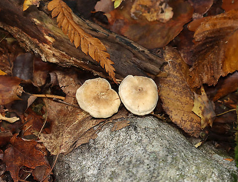 Mushrooms - Clitocella sp. Habitat: Growing next to rotting wood; deciduous forest
https://www.jungledragon.com/image/115996/mushrooms_-_clitocella_sp.html
https://www.jungledragon.com/image/116000/mushrooms_-_clitocella_sp.html
https://www.jungledragon.com/image/115999/mushrooms_-_clitocella_sp.html
https://www.jungledragon.com/image/115998/mushrooms_-_clitocella_sp.html
https://www.jungledragon.com/image/115997/mushrooms_-_clitocella_sp.html Clitocella,Fall,Geotagged,United States,fungi,mushrooms