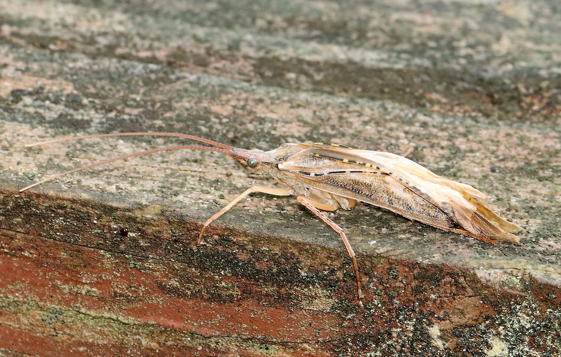 Caddisfly - Nemotaulius hostilis Habitat: Resting on a small foot bridge; wetland  <br />
<figure class="photo"><a href="https://www.jungledragon.com/image/116004/caddisfly_-_trichoptera_nemotaulius_hostilis.html" title="Caddisfly - Trichoptera, Nemotaulius hostilis"><img src="https://s3.amazonaws.com/media.jungledragon.com/images/3232/116004_thumb.jpg?AWSAccessKeyId=05GMT0V3GWVNE7GGM1R2&Expires=1759968010&Signature=ZtWdy4x4ssych0YliGK3wnHM5iI%3D" width="200" height="140" alt="Caddisfly - Trichoptera, Nemotaulius hostilis Habitat: Resting on a small foot bridge; wetland<br />
https://www.jungledragon.com/image/116003/caddisfly_-_trichoptera_maybe_limnephilus_sp.html Geotagged,Nemotaulius hostilis,Northern Casemaker Caddisfly,Spring,United States" /></a></figure> Geotagged,Nemotaulius hostilis,Northern Casemaker Caddisfly,Spring,Trichoptera,United States,caddisfly