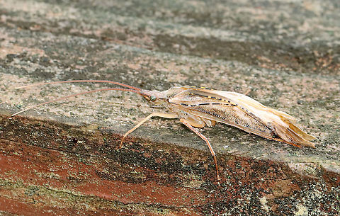 Caddisfly - Nemotaulius hostilis Habitat: Resting on a small foot bridge; wetland  
https://www.jungledragon.com/image/116004/caddisfly_-_trichoptera_maybe_limnephilus_sp.html Geotagged,Nemotaulius hostilis,Northern Casemaker Caddisfly,Spring,Trichoptera,United States,caddisfly
