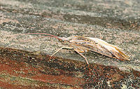 Caddisfly - Nemotaulius hostilis Habitat: Resting on a small foot bridge; wetland  <br />
https://www.jungledragon.com/image/116004/caddisfly_-_trichoptera_maybe_limnephilus_sp.html Geotagged,Nemotaulius hostilis,Northern Casemaker Caddisfly,Spring,Trichoptera,United States,caddisfly