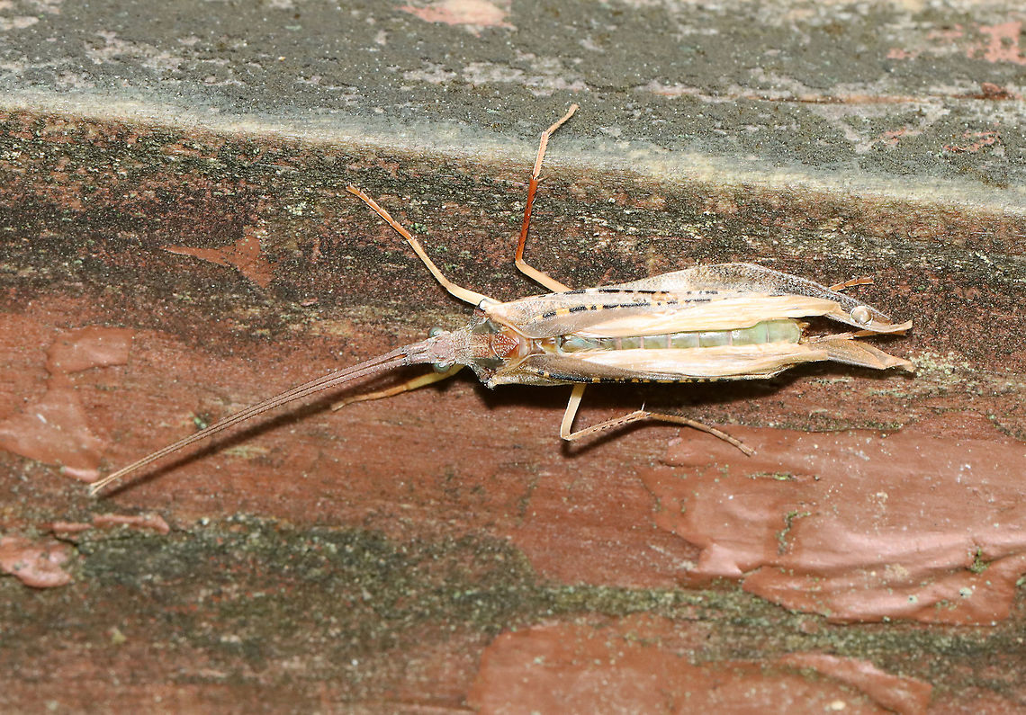 Caddisfly - Trichoptera, Nemotaulius hostilis Habitat: Resting on a small foot bridge; wetland<br />
<figure class="photo"><a href="https://www.jungledragon.com/image/116003/caddisfly_-_nemotaulius_hostilis.html" title="Caddisfly - Nemotaulius hostilis"><img src="https://s3.amazonaws.com/media.jungledragon.com/images/3232/116003_thumb.jpg?AWSAccessKeyId=05GMT0V3GWVNE7GGM1R2&Expires=1759968010&Signature=l%2F8q%2F%2B9jb%2Fehrtm2uH4xrS%2FKIYM%3D" width="200" height="128" alt="Caddisfly - Nemotaulius hostilis Habitat: Resting on a small foot bridge; wetland  <br />
https://www.jungledragon.com/image/116004/caddisfly_-_trichoptera_maybe_limnephilus_sp.html Geotagged,Nemotaulius hostilis,Northern Casemaker Caddisfly,Spring,Trichoptera,United States,caddisfly" /></a></figure> Geotagged,Nemotaulius hostilis,Northern Casemaker Caddisfly,Spring,United States