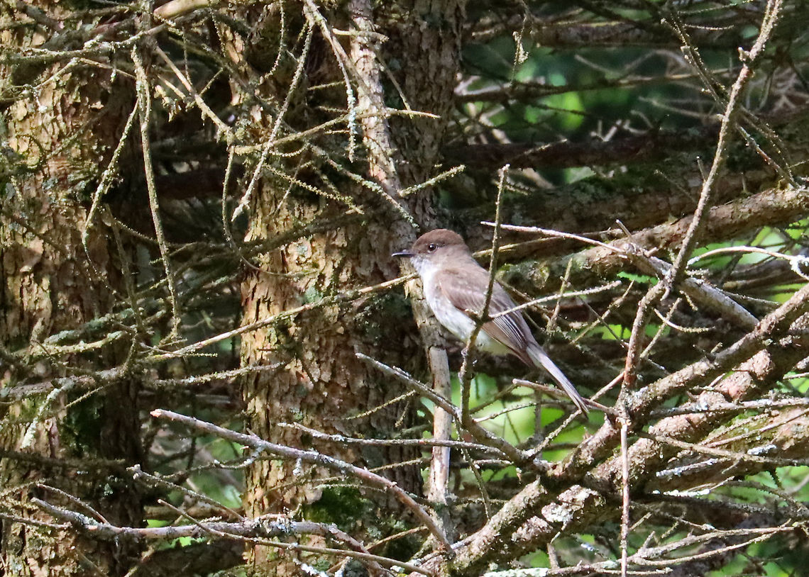 Eastern Phoebe - Sayornis phoebe This was one from a pair.<br />
<br />
Habitat: Meadow dotted with conifers Eastern Phoebe,Geotagged,Sayornis,Sayornis phoebe,Spring,United States,bird,flycatcher