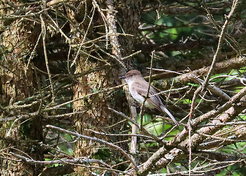 Eastern Phoebe - Sayornis phoebe This was one from a pair.

Habitat: Meadow dotted with conifers Eastern Phoebe,Geotagged,Sayornis,Sayornis phoebe,Spring,United States,bird,flycatcher