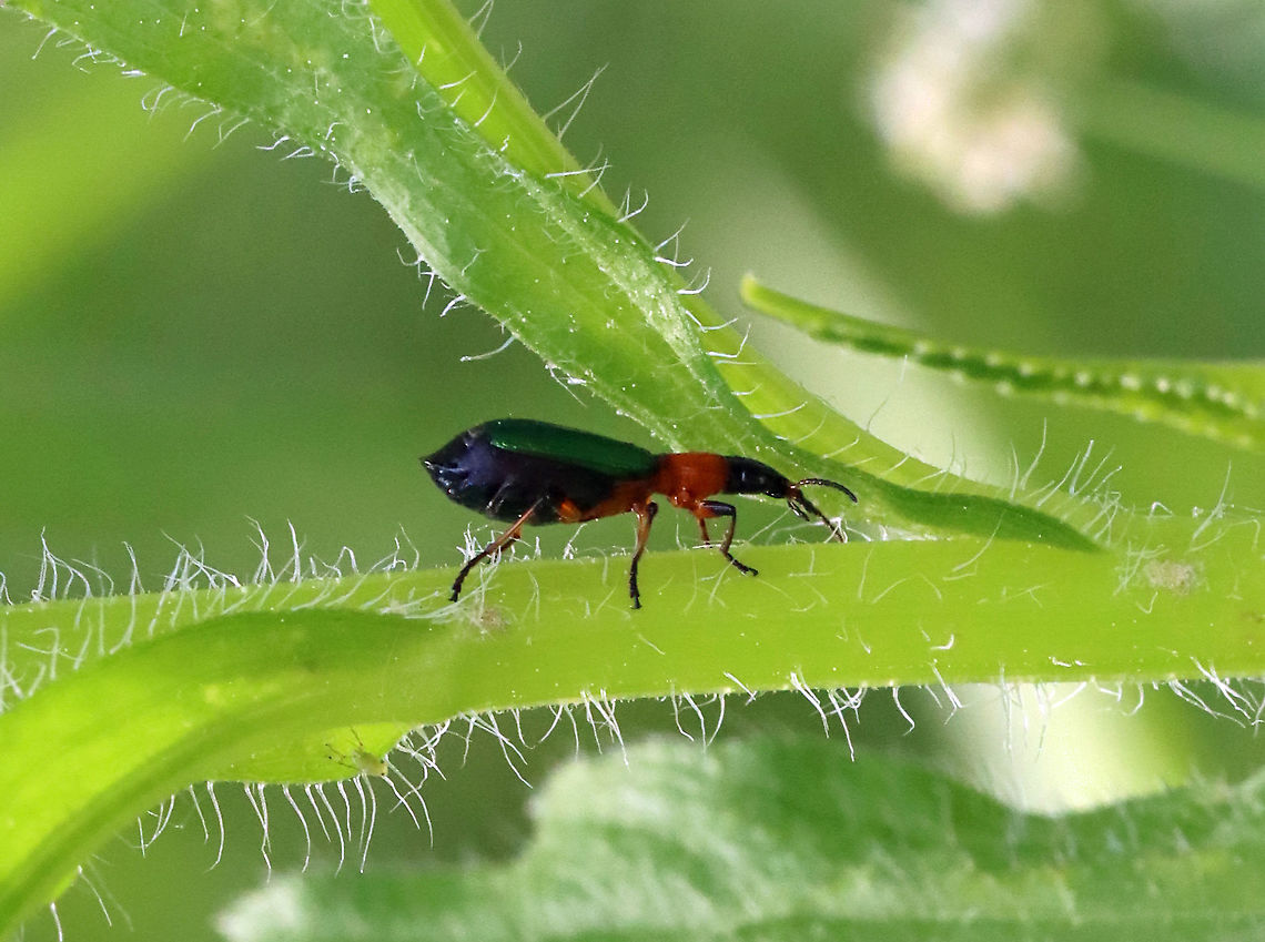 Ground Beetle - Calleida punctata Habitat: It was inspecting low vegetation; meadow Calleida,Calleida punctata,Carabidae,Geotagged,Spring,United States,beetle,ground beetle