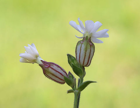 White Campion - Silene latifolia Habitat: Meadow Caryophyllaceae,Geotagged,Silene,Silene latifolia,Spring,United States,White Campion