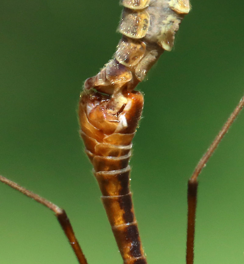 Crane Flies - Subfamily Tipulinae I&#039;m still working on the ID for these crane flies. My top 3 choices are: Nephrotoma ferruginea, Tipula paludosa, or Tipula ultima. I favor the last option at the moment.<br />
<br />
This morning, I was hiding in the shade of a conifer, trying to get some bird photos, but I was distracted by the 100&#039;s of crane flies that were flying around - most mating. They were everywhere, even crawling on me. It was really cool!<br />
<br />
Habitat: Meadow<br />
<figure class="photo"><a href="https://www.jungledragon.com/image/116073/crane_flies_-_subfamily_tipulinae.html" title="Crane Flies - Subfamily Tipulinae"><img src="https://s3.amazonaws.com/media.jungledragon.com/images/3232/116073_thumb.jpg?AWSAccessKeyId=05GMT0V3GWVNE7GGM1R2&Expires=1769040010&Signature=Qh4EkGbfW5FLHBQ6SGCRSFtgvE8%3D" width="124" height="152" alt="Crane Flies - Subfamily Tipulinae Check out the haltere! And, the eyes! <br />
<br />
I&#039;m still working on the ID for these crane flies. My top 3 choices are: Nephrotoma ferruginea, Tipula paludosa, or Tipula ultima. I favor the last option at the moment.<br />
<br />
This morning, I was hiding in the shade of a conifer, trying to get some bird photos, but I was distracted by the 100&#039;s of crane flies that were flying around - most mating. They were everywhere, even crawling on me. It was really cool!<br />
<br />
Habitat: Meadow<br />
https://www.jungledragon.com/image/116073/crane_flies_-_subfamily_tipulinae.html<br />
https://www.jungledragon.com/image/116071/crane_flies_-_subfamily_tipulinae.html<br />
https://www.jungledragon.com/image/116070/crane_flies_-_subfamily_tipulinae.html<br />
https://www.jungledragon.com/image/116069/crane_flies_-_subfamily_tipulinae.html<br />
https://www.jungledragon.com/image/116068/crane_flies_-_subfamily_tipulinae.html<br />
https://www.jungledragon.com/image/116072/crane_flies_-_subfamily_tipulinae.html Crane fly,Geotagged,Spring,Tipulidae,United States" /></a></figure><br />
<figure class="photo"><a href="https://www.jungledragon.com/image/116071/crane_flies_-_subfamily_tipulinae.html" title="Crane Flies - Subfamily Tipulinae"><img src="https://s3.amazonaws.com/media.jungledragon.com/images/3232/116071_thumb.jpg?AWSAccessKeyId=05GMT0V3GWVNE7GGM1R2&Expires=1769040010&Signature=TKcoM8SBdy4vlPcoMXE%2BbRNgaVs%3D" width="200" height="152" alt="Crane Flies - Subfamily Tipulinae I&#039;m still working on the ID for these crane flies. My top 3 choices are: Nephrotoma ferruginea, Tipula paludosa, or Tipula ultima. I favor the last option at the moment.<br />
<br />
This morning, I was hiding in the shade of a conifer, trying to get some bird photos, but I was distracted by the 100&#039;s of crane flies that were flying around - most mating. They were everywhere, even crawling on me. It was really cool!<br />
<br />
Habitat: Meadow<br />
https://www.jungledragon.com/image/116073/crane_flies_-_subfamily_tipulinae.html<br />
https://www.jungledragon.com/image/116071/crane_flies_-_subfamily_tipulinae.html<br />
https://www.jungledragon.com/image/116070/crane_flies_-_subfamily_tipulinae.html<br />
https://www.jungledragon.com/image/116069/crane_flies_-_subfamily_tipulinae.html<br />
https://www.jungledragon.com/image/116068/crane_flies_-_subfamily_tipulinae.html<br />
https://www.jungledragon.com/image/116072/crane_flies_-_subfamily_tipulinae.html Crane fly,Geotagged,Spring,Tipulidae,United States" /></a></figure><br />
<figure class="photo"><a href="https://www.jungledragon.com/image/116070/crane_flies_-_subfamily_tipulinae.html" title="Crane Flies - Subfamily Tipulinae"><img src="https://s3.amazonaws.com/media.jungledragon.com/images/3232/116070_thumb.jpg?AWSAccessKeyId=05GMT0V3GWVNE7GGM1R2&Expires=1769040010&Signature=yuvsILX4LxXQgRPcRdjc05X%2FAWY%3D" width="120" height="152" alt="Crane Flies - Subfamily Tipulinae I&#039;m still working on the ID for these crane flies. My top 3 choices are: Nephrotoma ferruginea, Tipula paludosa, or Tipula ultima. I favor the last option at the moment.<br />
<br />
This morning, I was hiding in the shade of a conifer, trying to get some bird photos, but I was distracted by the 100&#039;s of crane flies that were flying around - most mating. They were everywhere, even crawling on me. It was really cool!<br />
<br />
Habitat: Meadow<br />
https://www.jungledragon.com/image/116073/crane_flies_-_subfamily_tipulinae.html<br />
https://www.jungledragon.com/image/116071/crane_flies_-_subfamily_tipulinae.html<br />
https://www.jungledragon.com/image/116070/crane_flies_-_subfamily_tipulinae.html<br />
https://www.jungledragon.com/image/116069/crane_flies_-_subfamily_tipulinae.html<br />
https://www.jungledragon.com/image/116068/crane_flies_-_subfamily_tipulinae.html<br />
https://www.jungledragon.com/image/116072/crane_flies_-_subfamily_tipulinae.html Crane fly,Geotagged,Spring,Tipulidae,United States" /></a></figure><br />
<figure class="photo"><a href="https://www.jungledragon.com/image/116069/crane_flies_-_subfamily_tipulinae.html" title="Crane Flies - Subfamily Tipulinae"><img src="https://s3.amazonaws.com/media.jungledragon.com/images/3232/116069_thumb.jpg?AWSAccessKeyId=05GMT0V3GWVNE7GGM1R2&Expires=1769040010&Signature=662gPnfi0K3ueAjaElb3q0QSyig%3D" width="200" height="130" alt="Crane Flies - Subfamily Tipulinae I&#039;m still working on the ID for these crane flies. My top 3 choices are: Nephrotoma ferruginea, Tipula paludosa, or Tipula ultima. I favor the last option at the moment.<br />
<br />
This morning, I was hiding in the shade of a conifer, trying to get some bird photos, but I was distracted by the 100&#039;s of crane flies that were flying around - most mating. They were everywhere, even crawling on me. It was really cool!<br />
<br />
Habitat: Meadow<br />
https://www.jungledragon.com/image/116073/crane_flies_-_subfamily_tipulinae.html<br />
https://www.jungledragon.com/image/116071/crane_flies_-_subfamily_tipulinae.html<br />
https://www.jungledragon.com/image/116070/crane_flies_-_subfamily_tipulinae.html<br />
https://www.jungledragon.com/image/116069/crane_flies_-_subfamily_tipulinae.html<br />
https://www.jungledragon.com/image/116068/crane_flies_-_subfamily_tipulinae.html<br />
https://www.jungledragon.com/image/116072/crane_flies_-_subfamily_tipulinae.html<br />
 Crane fly,Geotagged,Spring,Tipulidae,United States" /></a></figure><br />
<figure class="photo"><a href="https://www.jungledragon.com/image/116068/crane_flies_-_subfamily_tipulinae.html" title="Crane Flies - Subfamily Tipulinae"><img src="https://s3.amazonaws.com/media.jungledragon.com/images/3232/116068_thumb.jpg?AWSAccessKeyId=05GMT0V3GWVNE7GGM1R2&Expires=1769040010&Signature=BobzWz9fxrfhiGnSO8RfKd%2FApMw%3D" width="142" height="152" alt="Crane Flies - Subfamily Tipulinae I&#039;m still working on the ID for these crane flies. My top 3 choices are: Nephrotoma ferruginea, Tipula paludosa, or Tipula ultima. I favor the last option at the moment.<br />
<br />
This morning, I was hiding in the shade of a conifer, trying to get some bird photos, but I was distracted by the 100&#039;s of crane flies that were flying around - most mating. They were everywhere, even crawling on me. It was really cool!<br />
<br />
Habitat: Meadow<br />
https://www.jungledragon.com/image/116073/crane_flies_-_subfamily_tipulinae.html<br />
https://www.jungledragon.com/image/116071/crane_flies_-_subfamily_tipulinae.html<br />
https://www.jungledragon.com/image/116070/crane_flies_-_subfamily_tipulinae.html<br />
https://www.jungledragon.com/image/116069/crane_flies_-_subfamily_tipulinae.html<br />
https://www.jungledragon.com/image/116068/crane_flies_-_subfamily_tipulinae.html<br />
https://www.jungledragon.com/image/116072/crane_flies_-_subfamily_tipulinae.html Crane fly,Geotagged,Spring,Tipulidae,United States" /></a></figure><br />
<figure class="photo"><a href="https://www.jungledragon.com/image/116072/crane_flies_-_subfamily_tipulinae.html" title="Crane Flies - Subfamily Tipulinae"><img src="https://s3.amazonaws.com/media.jungledragon.com/images/3232/116072_thumb.jpg?AWSAccessKeyId=05GMT0V3GWVNE7GGM1R2&Expires=1769040010&Signature=woOTN61E6zLfATwBqb9tEL0RVB8%3D" width="104" height="152" alt="Crane Flies - Subfamily Tipulinae I&#039;m still working on the ID for these crane flies. My top 3 choices are: Nephrotoma ferruginea, Tipula paludosa, or Tipula ultima.  I favor the last option at the moment.<br />
<br />
This morning, I was hiding in the shade of a conifer, trying to get some bird photos, but I was distracted by the 100&#039;s of crane flies that were flying around - most mating. They were everywhere, even crawling on me. It was really cool!<br />
<br />
Habitat: Meadow<br />
https://www.jungledragon.com/image/116073/crane_flies_-_subfamily_tipulinae.html<br />
https://www.jungledragon.com/image/116071/crane_flies_-_subfamily_tipulinae.html<br />
https://www.jungledragon.com/image/116070/crane_flies_-_subfamily_tipulinae.html<br />
https://www.jungledragon.com/image/116069/crane_flies_-_subfamily_tipulinae.html<br />
https://www.jungledragon.com/image/116068/crane_flies_-_subfamily_tipulinae.html<br />
https://www.jungledragon.com/image/116072/crane_flies_-_subfamily_tipulinae.html Crane fly,Geotagged,Spring,Tipula,Tipulidae,Tipulinae,United States,crane fly" /></a></figure> Crane fly,Geotagged,Spring,Tipulidae,United States