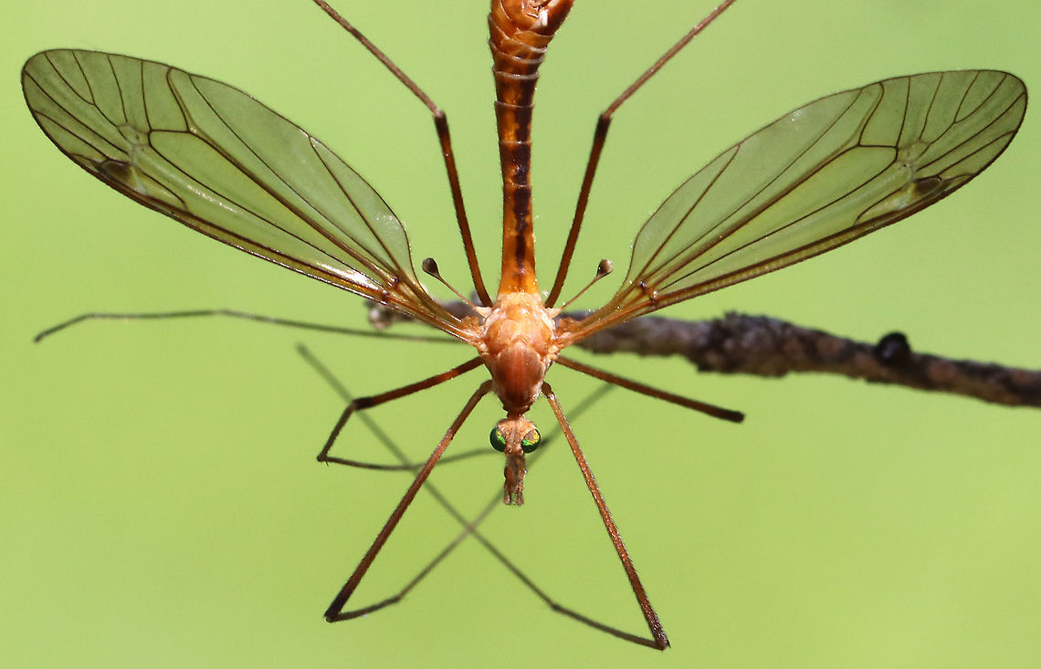 Crane Flies - Subfamily Tipulinae I'm still working on the ID for these crane flies. My top 3 choices are: Nephrotoma ferruginea, Tipula paludosa, or Tipula ultima. I favor the last option at the moment.<br />
<br />
This morning, I was hiding in the shade of a conifer, trying to get some bird photos, but I was distracted by the 100's of crane flies that were flying around - most mating. They were everywhere, even crawling on me. It was really cool!<br />
<br />
Habitat: Meadow<br />
<figure class="photo"><a href="https://www.jungledragon.com/image/116073/crane_flies_-_subfamily_tipulinae.html" title="Crane Flies - Subfamily Tipulinae"><img src="https://s3.amazonaws.com/media.jungledragon.com/images/3232/116073_thumb.jpg?AWSAccessKeyId=05GMT0V3GWVNE7GGM1R2&Expires=1759968010&Signature=WcpIGGtKTj62l3e5FfM8N3gLTGE%3D" width="124" height="152" alt="Crane Flies - Subfamily Tipulinae Check out the haltere! And, the eyes! <br />
<br />
I'm still working on the ID for these crane flies. My top 3 choices are: Nephrotoma ferruginea, Tipula paludosa, or Tipula ultima. I favor the last option at the moment.<br />
<br />
This morning, I was hiding in the shade of a conifer, trying to get some bird photos, but I was distracted by the 100's of crane flies that were flying around - most mating. They were everywhere, even crawling on me. It was really cool!<br />
<br />
Habitat: Meadow<br />
https://www.jungledragon.com/image/116073/crane_flies_-_subfamily_tipulinae.html<br />
https://www.jungledragon.com/image/116071/crane_flies_-_subfamily_tipulinae.html<br />
https://www.jungledragon.com/image/116070/crane_flies_-_subfamily_tipulinae.html<br />
https://www.jungledragon.com/image/116069/crane_flies_-_subfamily_tipulinae.html<br />
https://www.jungledragon.com/image/116068/crane_flies_-_subfamily_tipulinae.html<br />
https://www.jungledragon.com/image/116072/crane_flies_-_subfamily_tipulinae.html Crane fly,Geotagged,Spring,Tipulidae,United States" /></a></figure><br />
<figure class="photo"><a href="https://www.jungledragon.com/image/116071/crane_flies_-_subfamily_tipulinae.html" title="Crane Flies - Subfamily Tipulinae"><img src="https://s3.amazonaws.com/media.jungledragon.com/images/3232/116071_thumb.jpg?AWSAccessKeyId=05GMT0V3GWVNE7GGM1R2&Expires=1759968010&Signature=x3%2BrxAP6Mqq00ttlV1jrf0H7VHI%3D" width="200" height="152" alt="Crane Flies - Subfamily Tipulinae I'm still working on the ID for these crane flies. My top 3 choices are: Nephrotoma ferruginea, Tipula paludosa, or Tipula ultima. I favor the last option at the moment.<br />
<br />
This morning, I was hiding in the shade of a conifer, trying to get some bird photos, but I was distracted by the 100's of crane flies that were flying around - most mating. They were everywhere, even crawling on me. It was really cool!<br />
<br />
Habitat: Meadow<br />
https://www.jungledragon.com/image/116073/crane_flies_-_subfamily_tipulinae.html<br />
https://www.jungledragon.com/image/116071/crane_flies_-_subfamily_tipulinae.html<br />
https://www.jungledragon.com/image/116070/crane_flies_-_subfamily_tipulinae.html<br />
https://www.jungledragon.com/image/116069/crane_flies_-_subfamily_tipulinae.html<br />
https://www.jungledragon.com/image/116068/crane_flies_-_subfamily_tipulinae.html<br />
https://www.jungledragon.com/image/116072/crane_flies_-_subfamily_tipulinae.html Crane fly,Geotagged,Spring,Tipulidae,United States" /></a></figure><br />
<figure class="photo"><a href="https://www.jungledragon.com/image/116070/crane_flies_-_subfamily_tipulinae.html" title="Crane Flies - Subfamily Tipulinae"><img src="https://s3.amazonaws.com/media.jungledragon.com/images/3232/116070_thumb.jpg?AWSAccessKeyId=05GMT0V3GWVNE7GGM1R2&Expires=1759968010&Signature=2CYujU7%2BsiKlE4zRjUc5Hjmggf4%3D" width="120" height="152" alt="Crane Flies - Subfamily Tipulinae I'm still working on the ID for these crane flies. My top 3 choices are: Nephrotoma ferruginea, Tipula paludosa, or Tipula ultima. I favor the last option at the moment.<br />
<br />
This morning, I was hiding in the shade of a conifer, trying to get some bird photos, but I was distracted by the 100's of crane flies that were flying around - most mating. They were everywhere, even crawling on me. It was really cool!<br />
<br />
Habitat: Meadow<br />
https://www.jungledragon.com/image/116073/crane_flies_-_subfamily_tipulinae.html<br />
https://www.jungledragon.com/image/116071/crane_flies_-_subfamily_tipulinae.html<br />
https://www.jungledragon.com/image/116070/crane_flies_-_subfamily_tipulinae.html<br />
https://www.jungledragon.com/image/116069/crane_flies_-_subfamily_tipulinae.html<br />
https://www.jungledragon.com/image/116068/crane_flies_-_subfamily_tipulinae.html<br />
https://www.jungledragon.com/image/116072/crane_flies_-_subfamily_tipulinae.html Crane fly,Geotagged,Spring,Tipulidae,United States" /></a></figure><br />
<figure class="photo"><a href="https://www.jungledragon.com/image/116069/crane_flies_-_subfamily_tipulinae.html" title="Crane Flies - Subfamily Tipulinae"><img src="https://s3.amazonaws.com/media.jungledragon.com/images/3232/116069_thumb.jpg?AWSAccessKeyId=05GMT0V3GWVNE7GGM1R2&Expires=1759968010&Signature=Rn6L0tPYcdAqGnjGQgRGCTUj%2B1w%3D" width="200" height="130" alt="Crane Flies - Subfamily Tipulinae I'm still working on the ID for these crane flies. My top 3 choices are: Nephrotoma ferruginea, Tipula paludosa, or Tipula ultima. I favor the last option at the moment.<br />
<br />
This morning, I was hiding in the shade of a conifer, trying to get some bird photos, but I was distracted by the 100's of crane flies that were flying around - most mating. They were everywhere, even crawling on me. It was really cool!<br />
<br />
Habitat: Meadow<br />
https://www.jungledragon.com/image/116073/crane_flies_-_subfamily_tipulinae.html<br />
https://www.jungledragon.com/image/116071/crane_flies_-_subfamily_tipulinae.html<br />
https://www.jungledragon.com/image/116070/crane_flies_-_subfamily_tipulinae.html<br />
https://www.jungledragon.com/image/116069/crane_flies_-_subfamily_tipulinae.html<br />
https://www.jungledragon.com/image/116068/crane_flies_-_subfamily_tipulinae.html<br />
https://www.jungledragon.com/image/116072/crane_flies_-_subfamily_tipulinae.html<br />
Crane fly,Geotagged,Spring,Tipulidae,United States" /></a></figure><br />
<figure class="photo"><a href="https://www.jungledragon.com/image/116068/crane_flies_-_subfamily_tipulinae.html" title="Crane Flies - Subfamily Tipulinae"><img src="https://s3.amazonaws.com/media.jungledragon.com/images/3232/116068_thumb.jpg?AWSAccessKeyId=05GMT0V3GWVNE7GGM1R2&Expires=1759968010&Signature=Nbd%2FbPfNmwPSximQ69jgM3RCuW0%3D" width="142" height="152" alt="Crane Flies - Subfamily Tipulinae I'm still working on the ID for these crane flies. My top 3 choices are: Nephrotoma ferruginea, Tipula paludosa, or Tipula ultima. I favor the last option at the moment.<br />
<br />
This morning, I was hiding in the shade of a conifer, trying to get some bird photos, but I was distracted by the 100's of crane flies that were flying around - most mating. They were everywhere, even crawling on me. It was really cool!<br />
<br />
Habitat: Meadow<br />
https://www.jungledragon.com/image/116073/crane_flies_-_subfamily_tipulinae.html<br />
https://www.jungledragon.com/image/116071/crane_flies_-_subfamily_tipulinae.html<br />
https://www.jungledragon.com/image/116070/crane_flies_-_subfamily_tipulinae.html<br />
https://www.jungledragon.com/image/116069/crane_flies_-_subfamily_tipulinae.html<br />
https://www.jungledragon.com/image/116068/crane_flies_-_subfamily_tipulinae.html<br />
https://www.jungledragon.com/image/116072/crane_flies_-_subfamily_tipulinae.html Crane fly,Geotagged,Spring,Tipulidae,United States" /></a></figure><br />
<figure class="photo"><a href="https://www.jungledragon.com/image/116072/crane_flies_-_subfamily_tipulinae.html" title="Crane Flies - Subfamily Tipulinae"><img src="https://s3.amazonaws.com/media.jungledragon.com/images/3232/116072_thumb.jpg?AWSAccessKeyId=05GMT0V3GWVNE7GGM1R2&Expires=1759968010&Signature=gvqJUozHKSdg6JQvezY%2BDzKMI3g%3D" width="104" height="152" alt="Crane Flies - Subfamily Tipulinae I'm still working on the ID for these crane flies. My top 3 choices are: Nephrotoma ferruginea, Tipula paludosa, or Tipula ultima. I favor the last option at the moment.<br />
<br />
This morning, I was hiding in the shade of a conifer, trying to get some bird photos, but I was distracted by the 100's of crane flies that were flying around - most mating. They were everywhere, even crawling on me. It was really cool!<br />
<br />
Habitat: Meadow<br />
https://www.jungledragon.com/image/116073/crane_flies_-_subfamily_tipulinae.html<br />
https://www.jungledragon.com/image/116071/crane_flies_-_subfamily_tipulinae.html<br />
https://www.jungledragon.com/image/116070/crane_flies_-_subfamily_tipulinae.html<br />
https://www.jungledragon.com/image/116069/crane_flies_-_subfamily_tipulinae.html<br />
https://www.jungledragon.com/image/116068/crane_flies_-_subfamily_tipulinae.html<br />
https://www.jungledragon.com/image/116072/crane_flies_-_subfamily_tipulinae.html Crane fly,Geotagged,Spring,Tipula,Tipulidae,Tipulinae,United States,crane fly" /></a></figure><br />
Crane fly,Geotagged,Spring,Tipulidae,United States